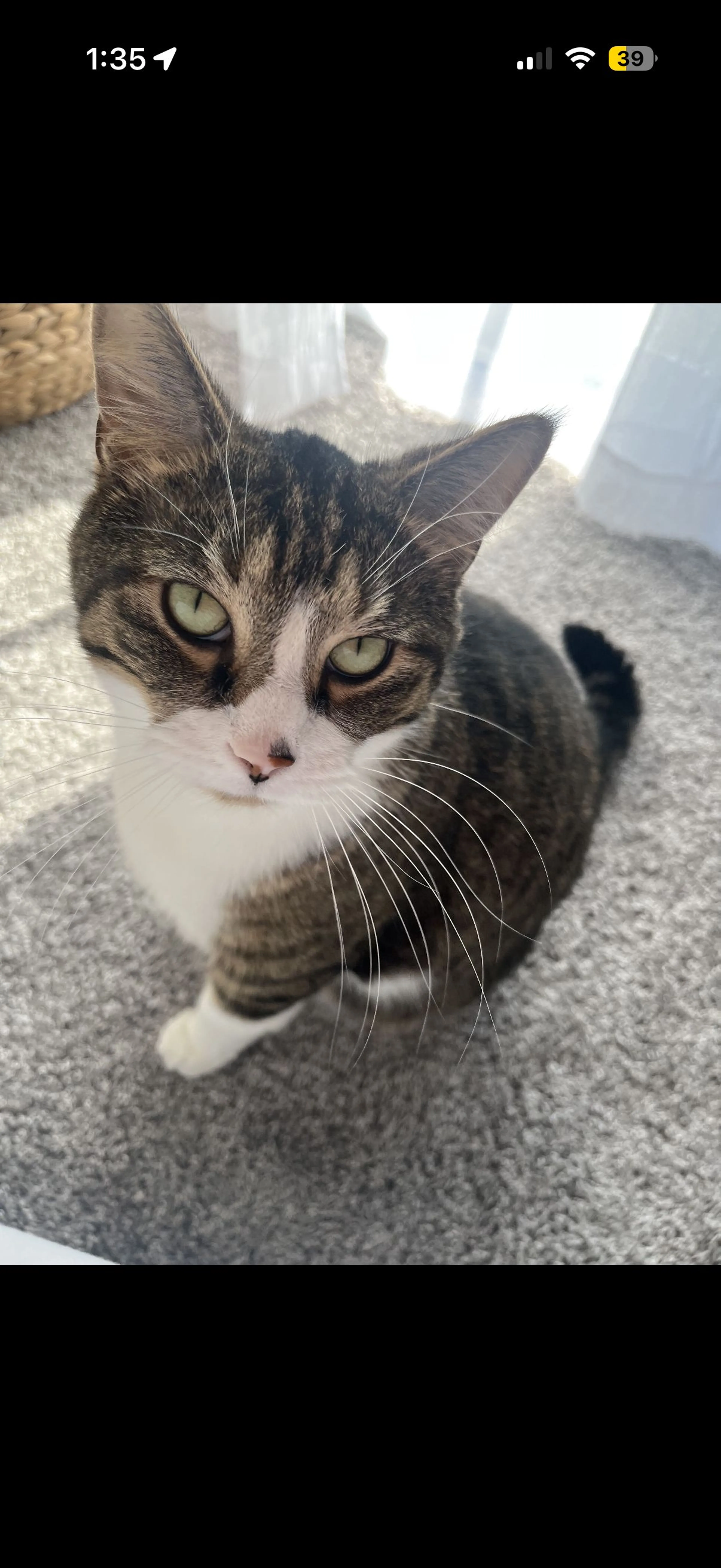 Lost pet-0