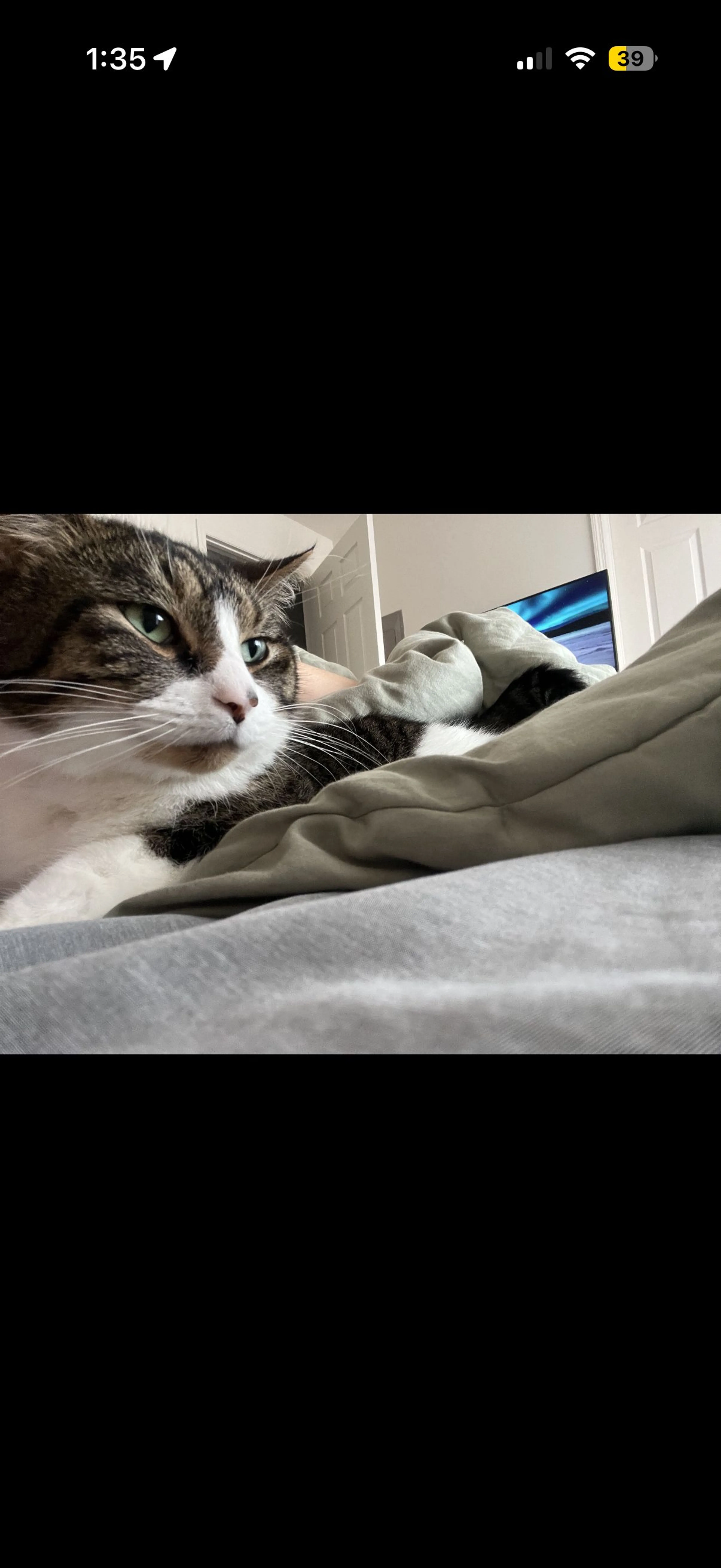 Lost pet-3