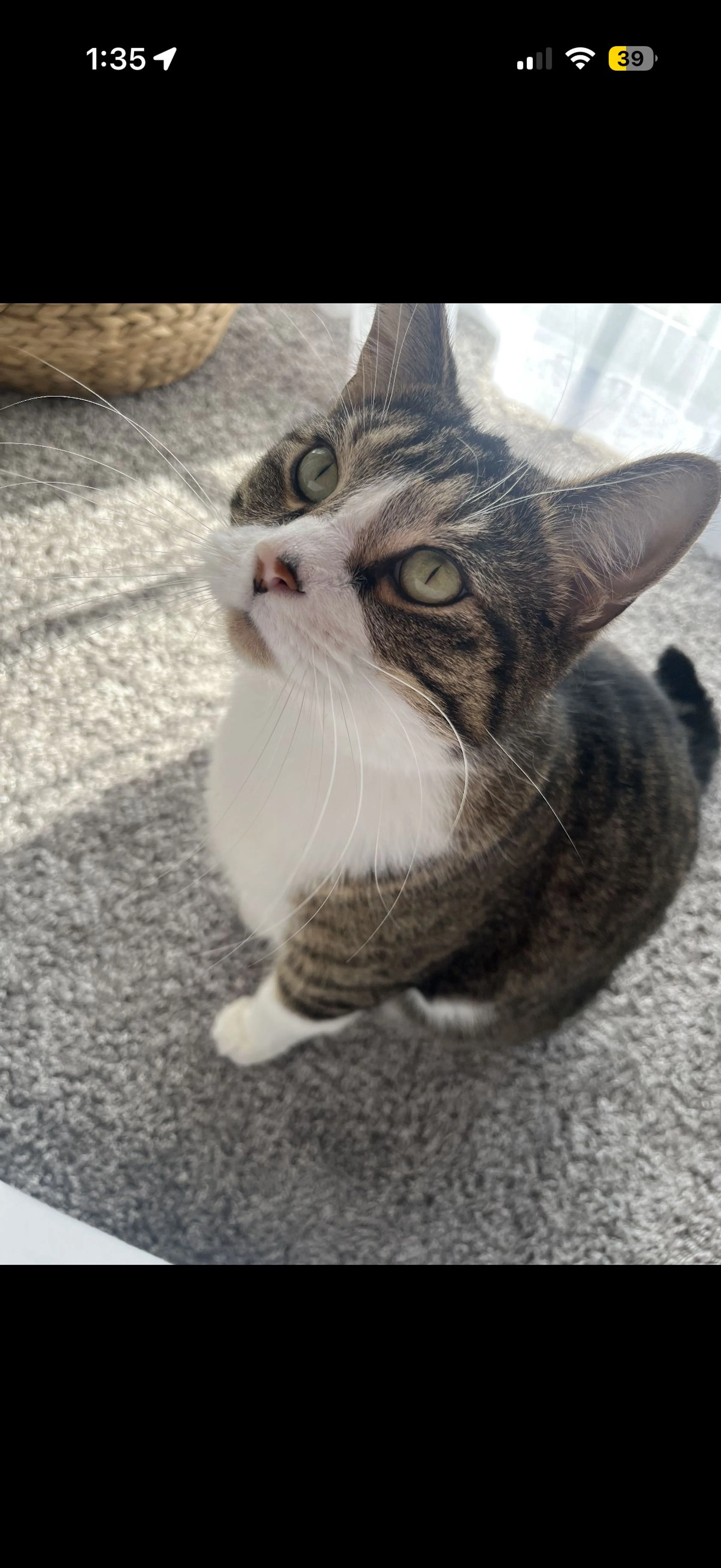 Lost pet-1