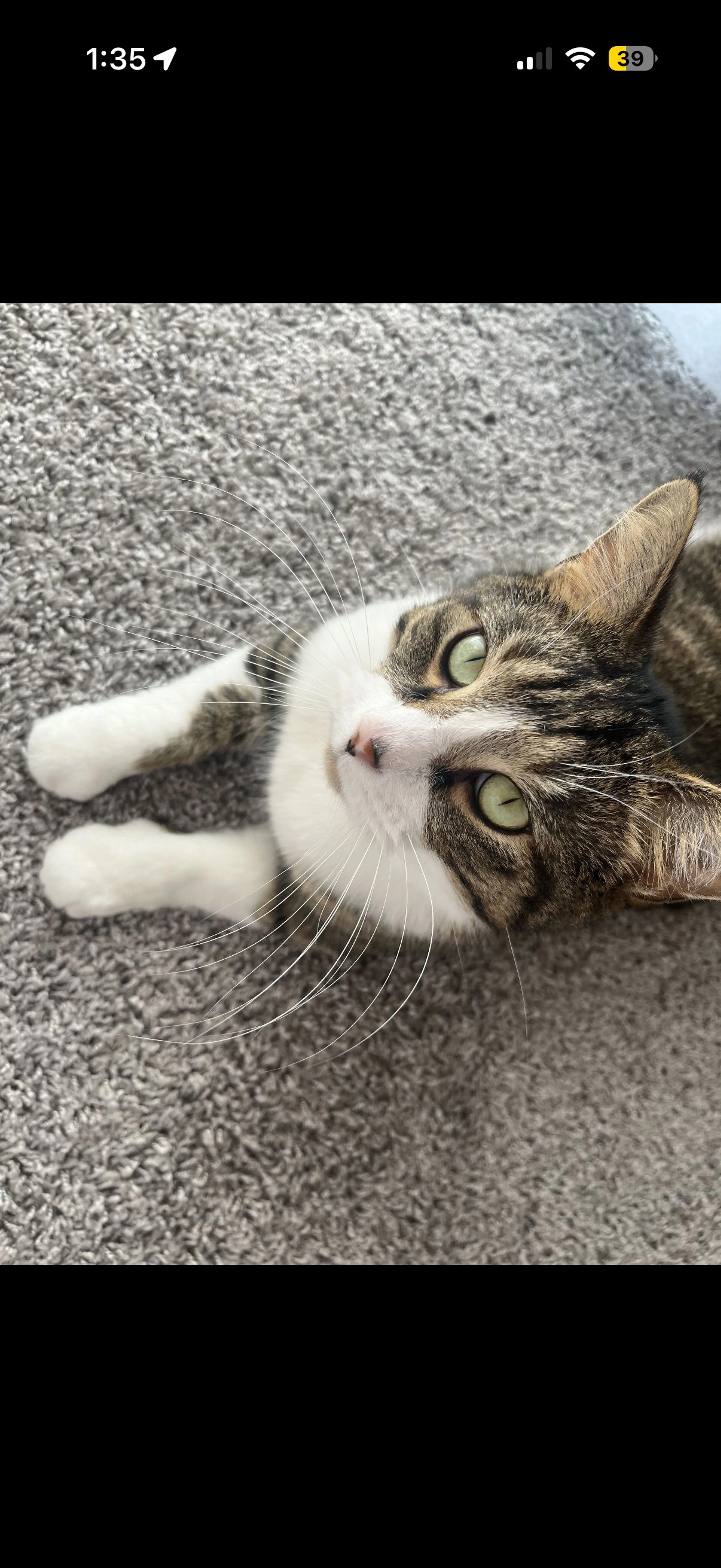 Lost pet-2