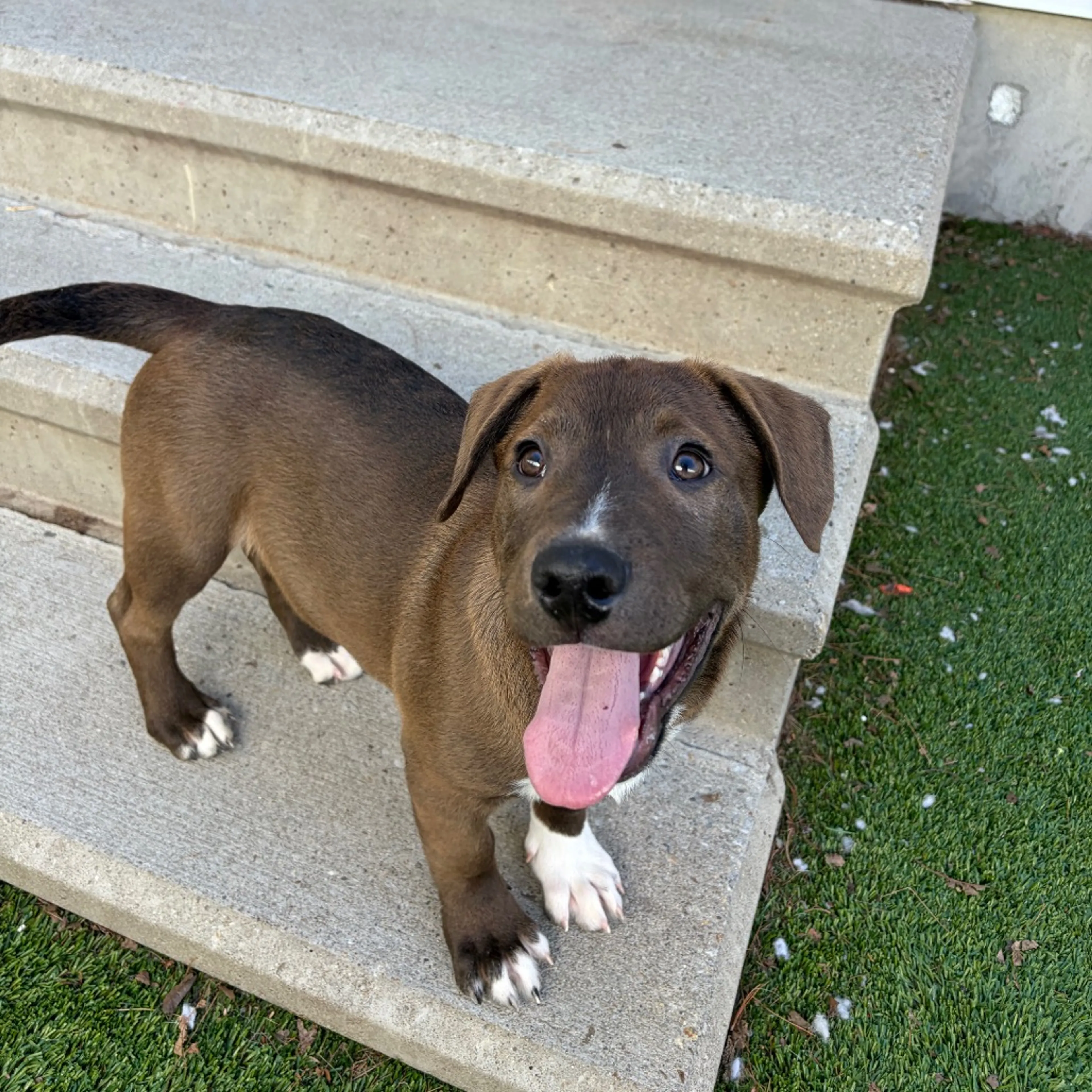 Found pet-1