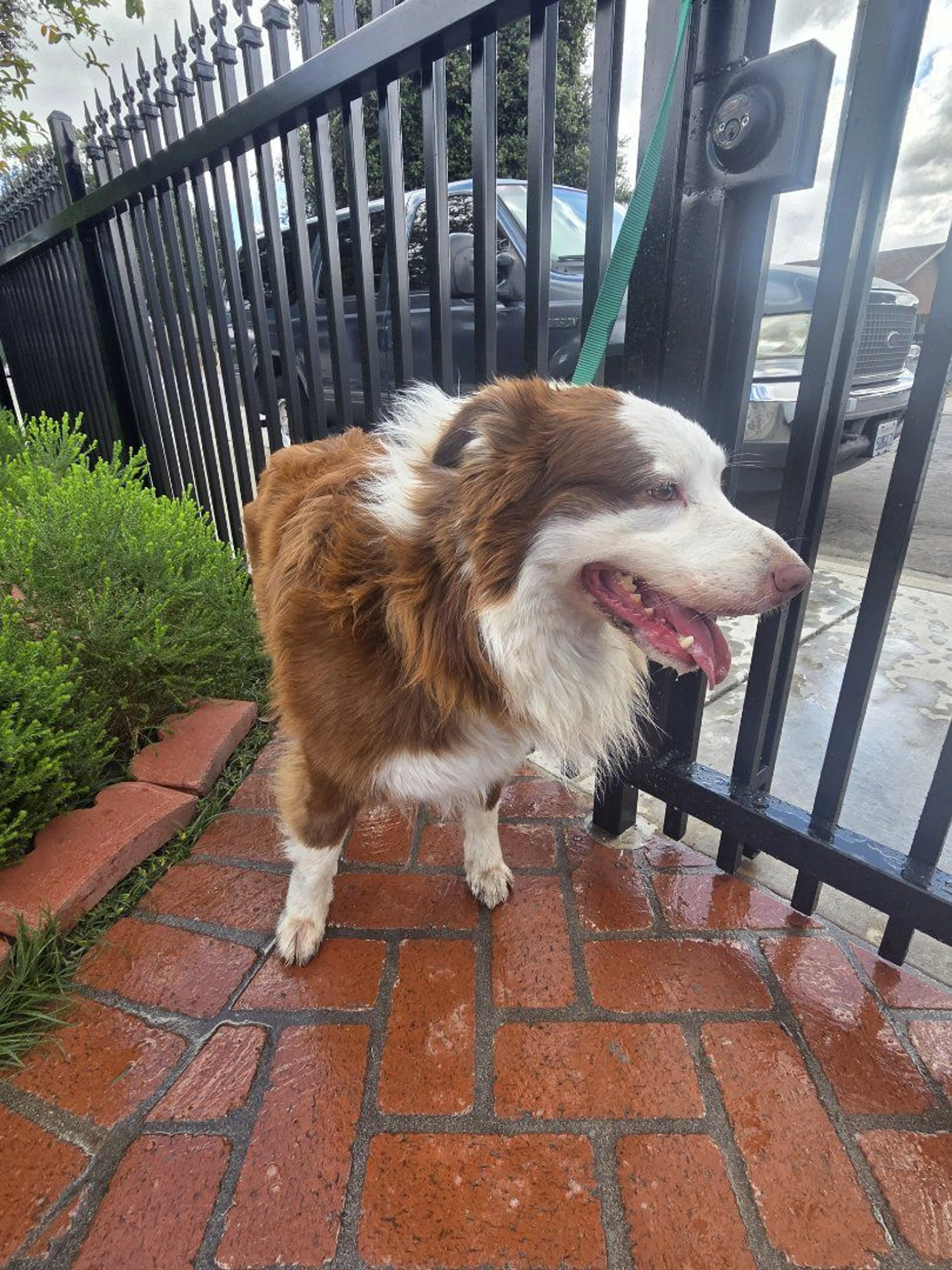 Lost pet-2