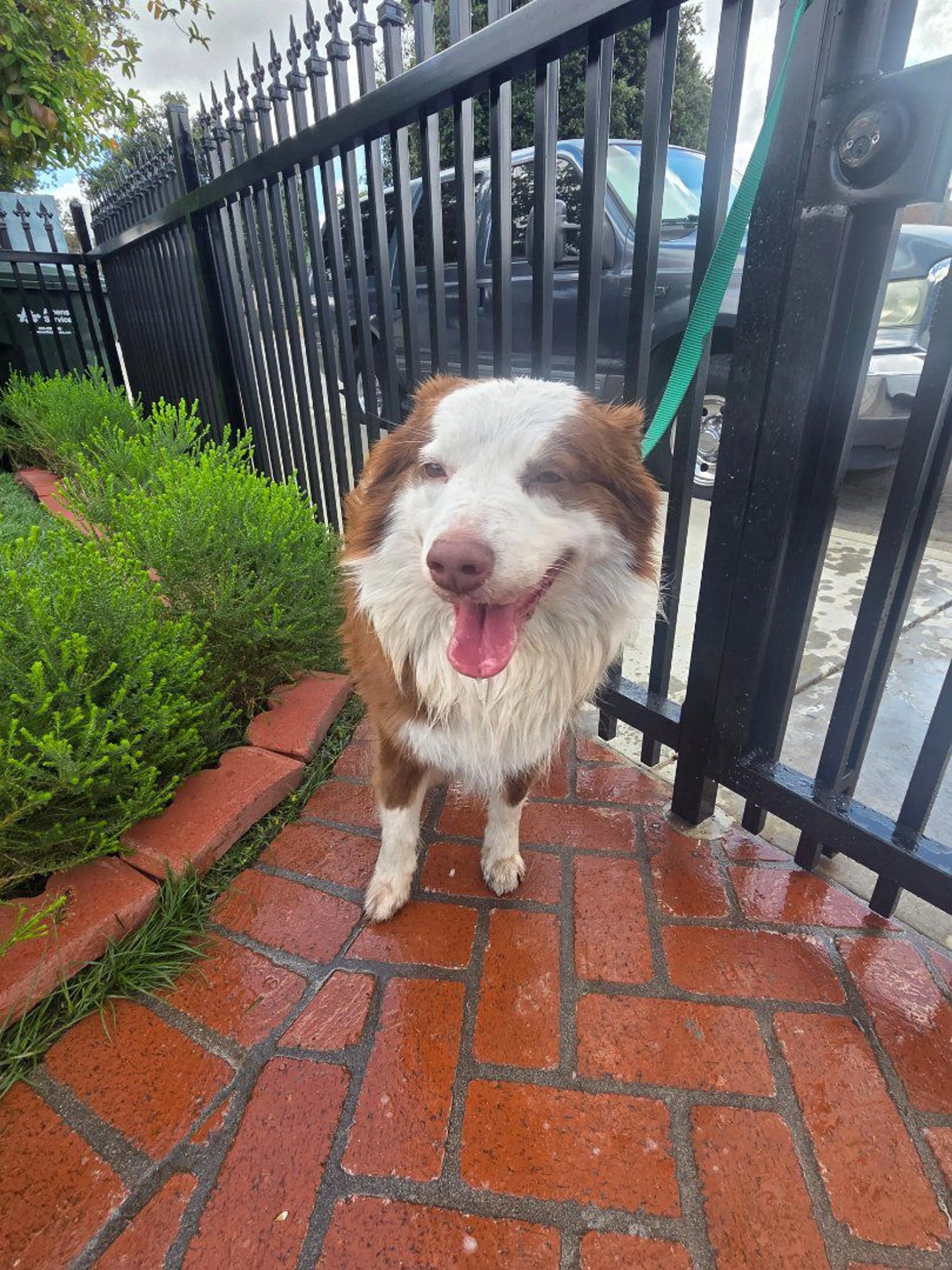 Lost pet-0
