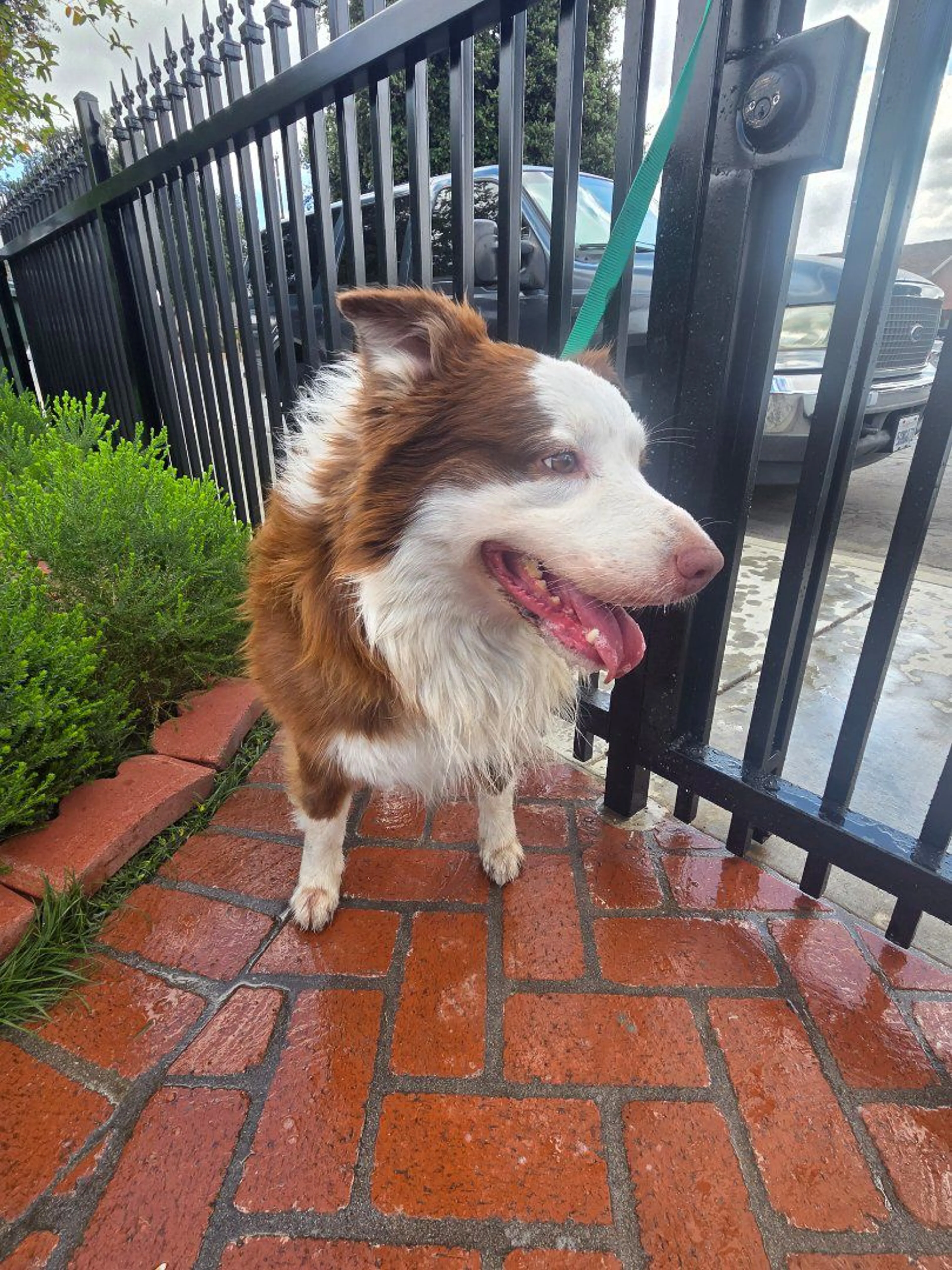Lost pet-1
