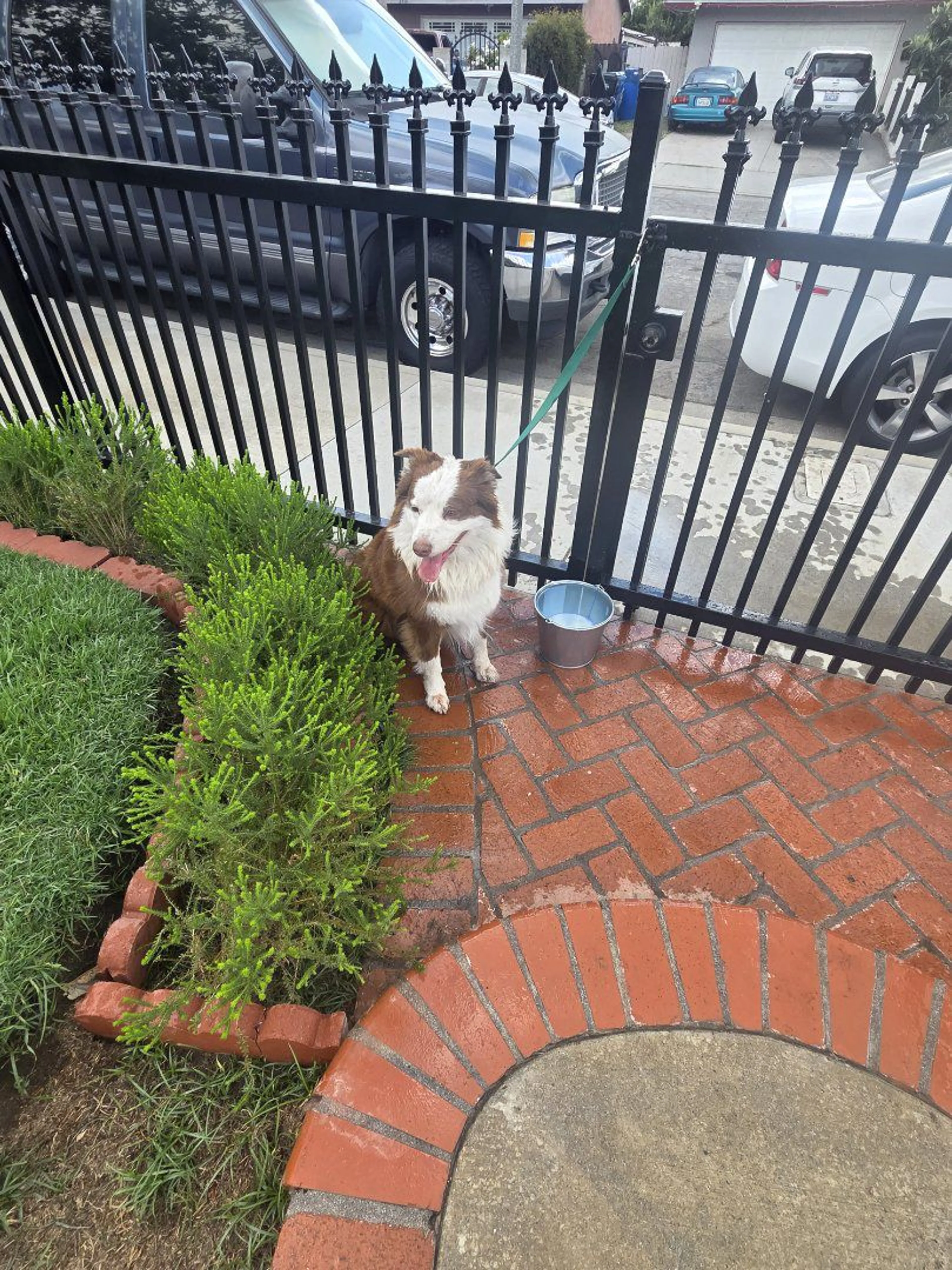 Lost pet-3