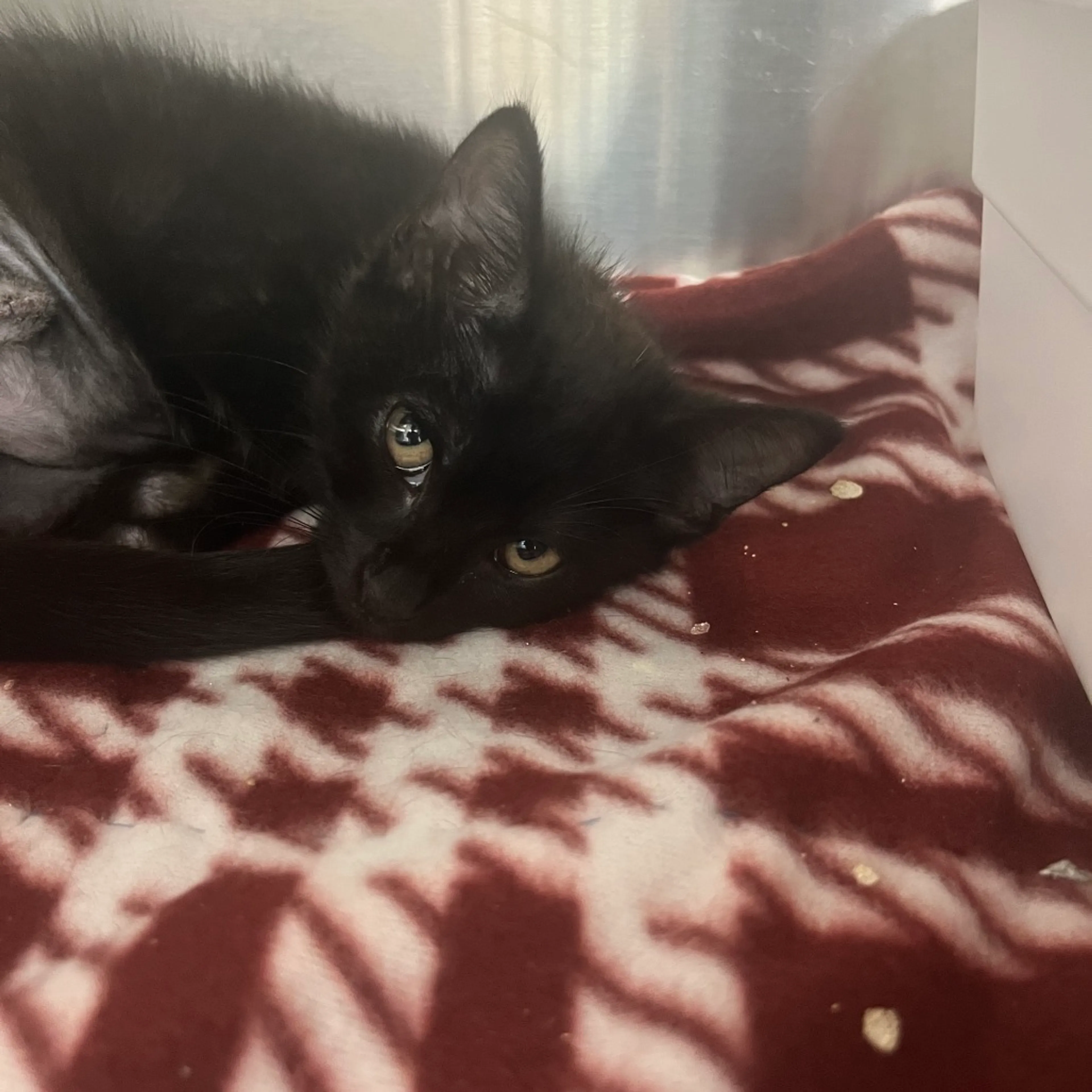Found pet-1