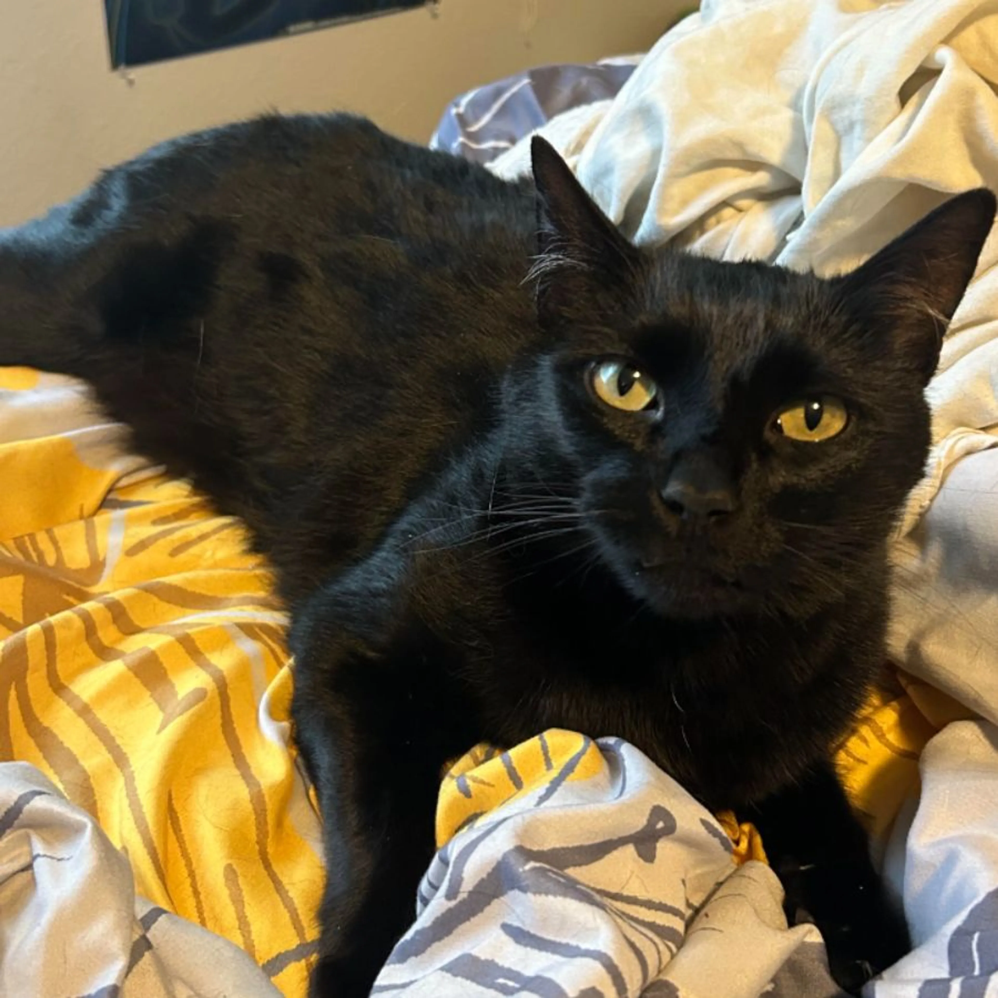Lost pet-0