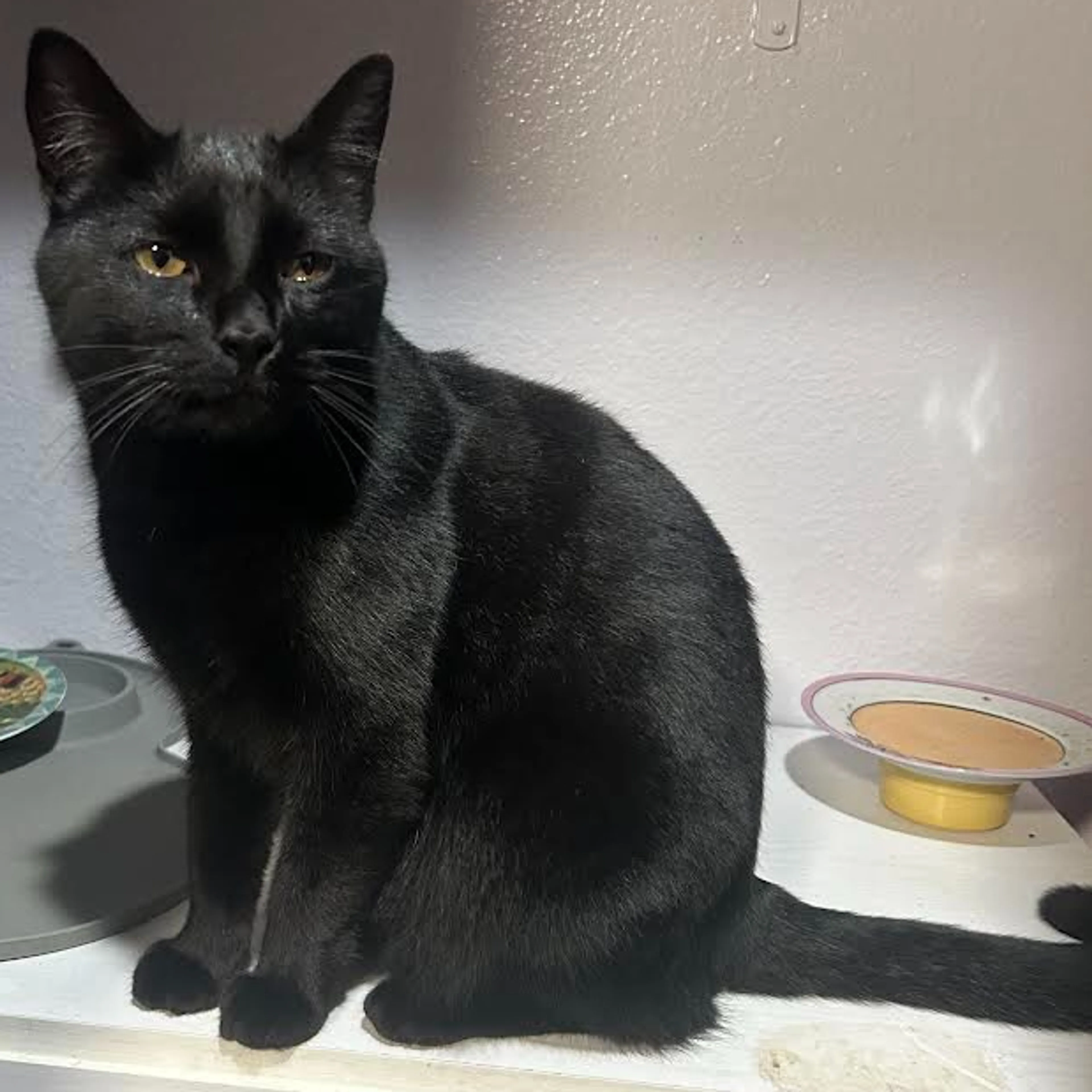 Lost pet-1