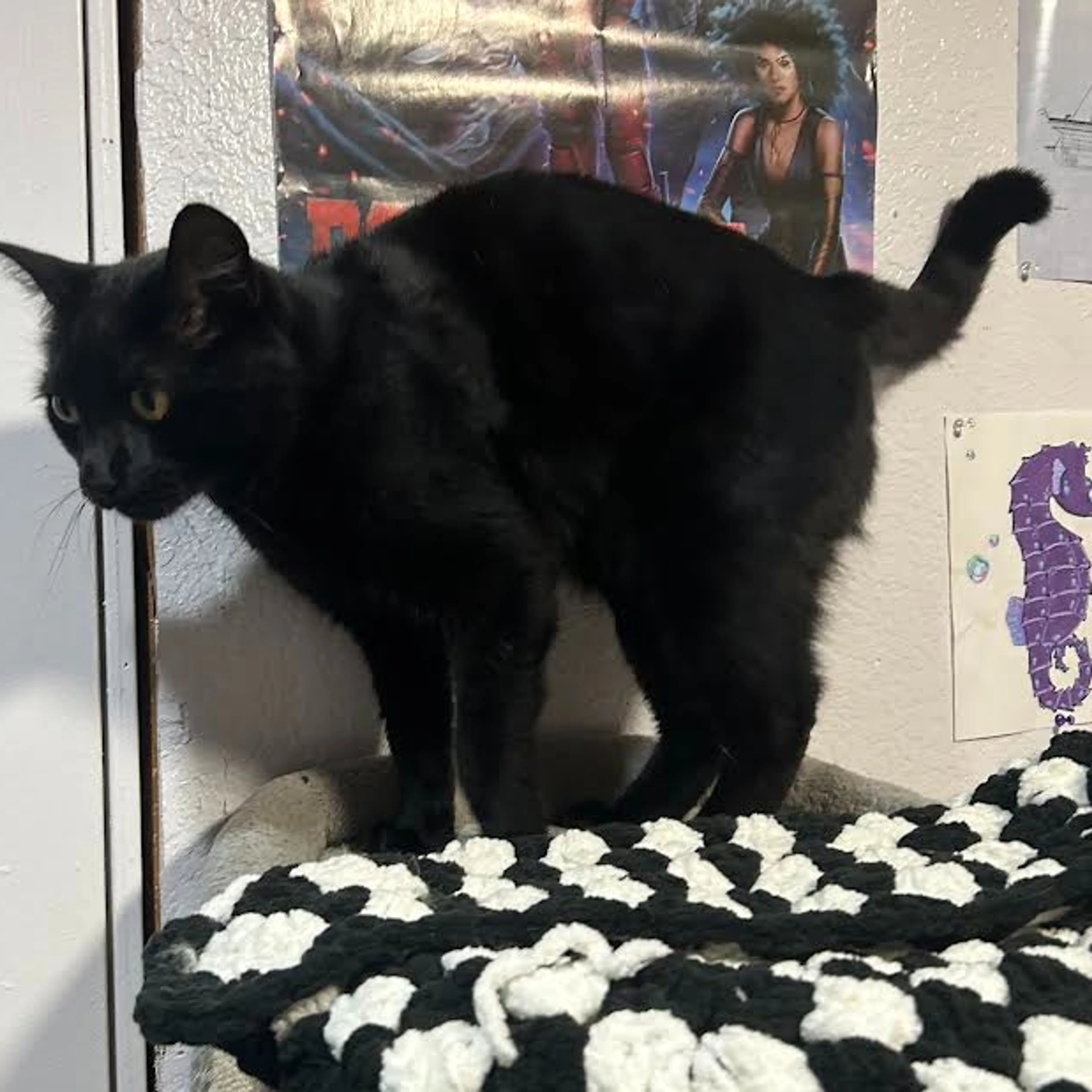 Lost pet-2
