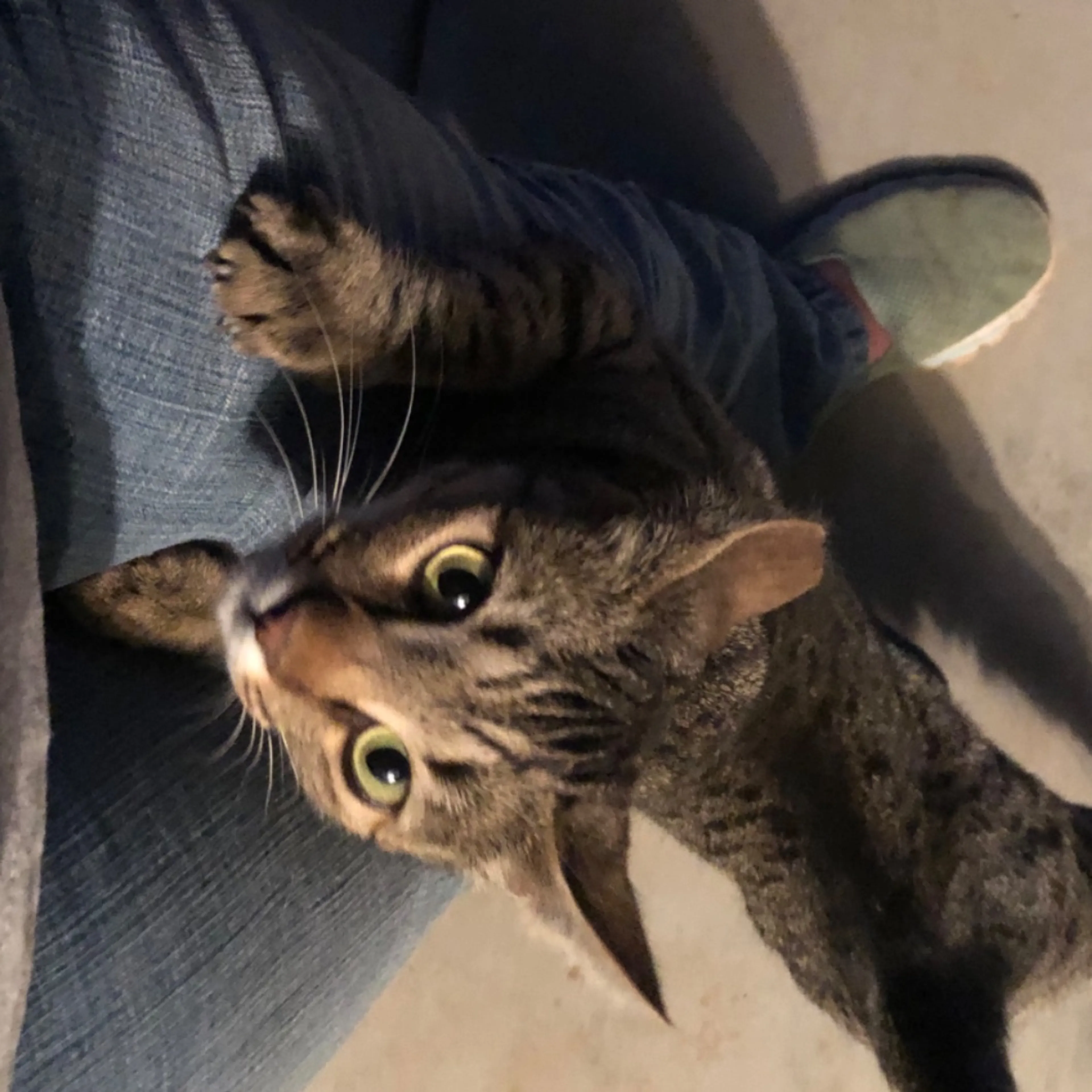 Lost pet-0