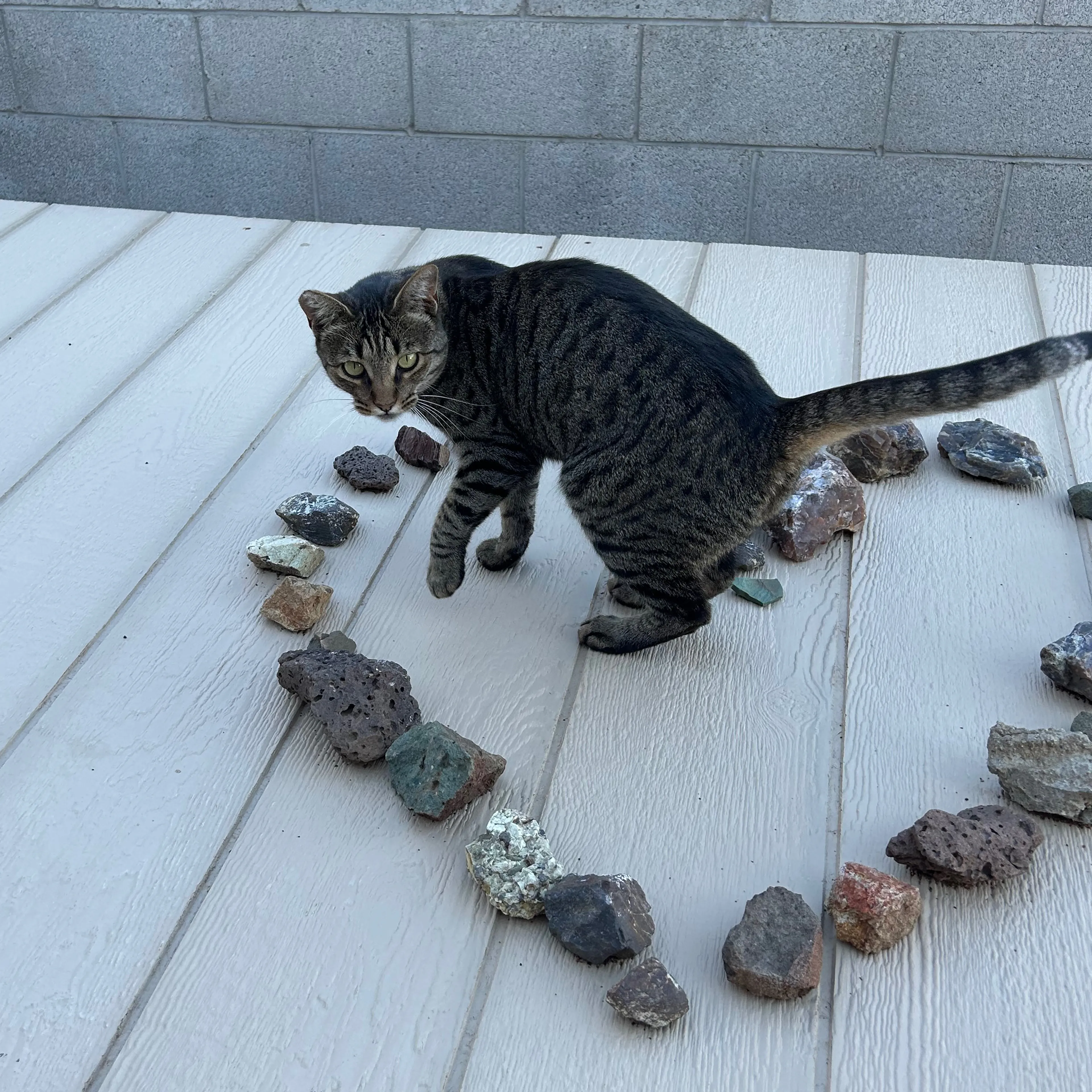 Lost pet-1