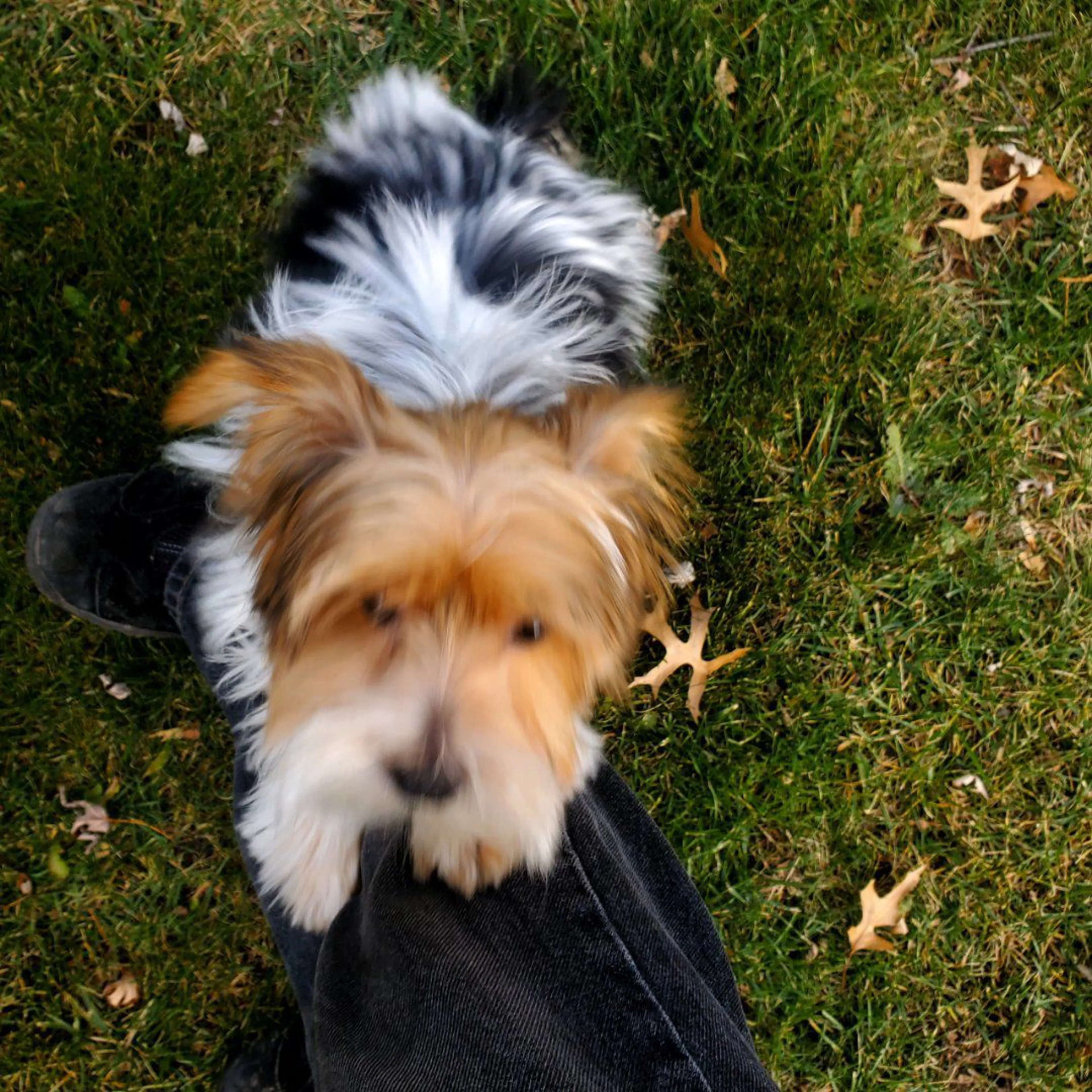Lost pet-0