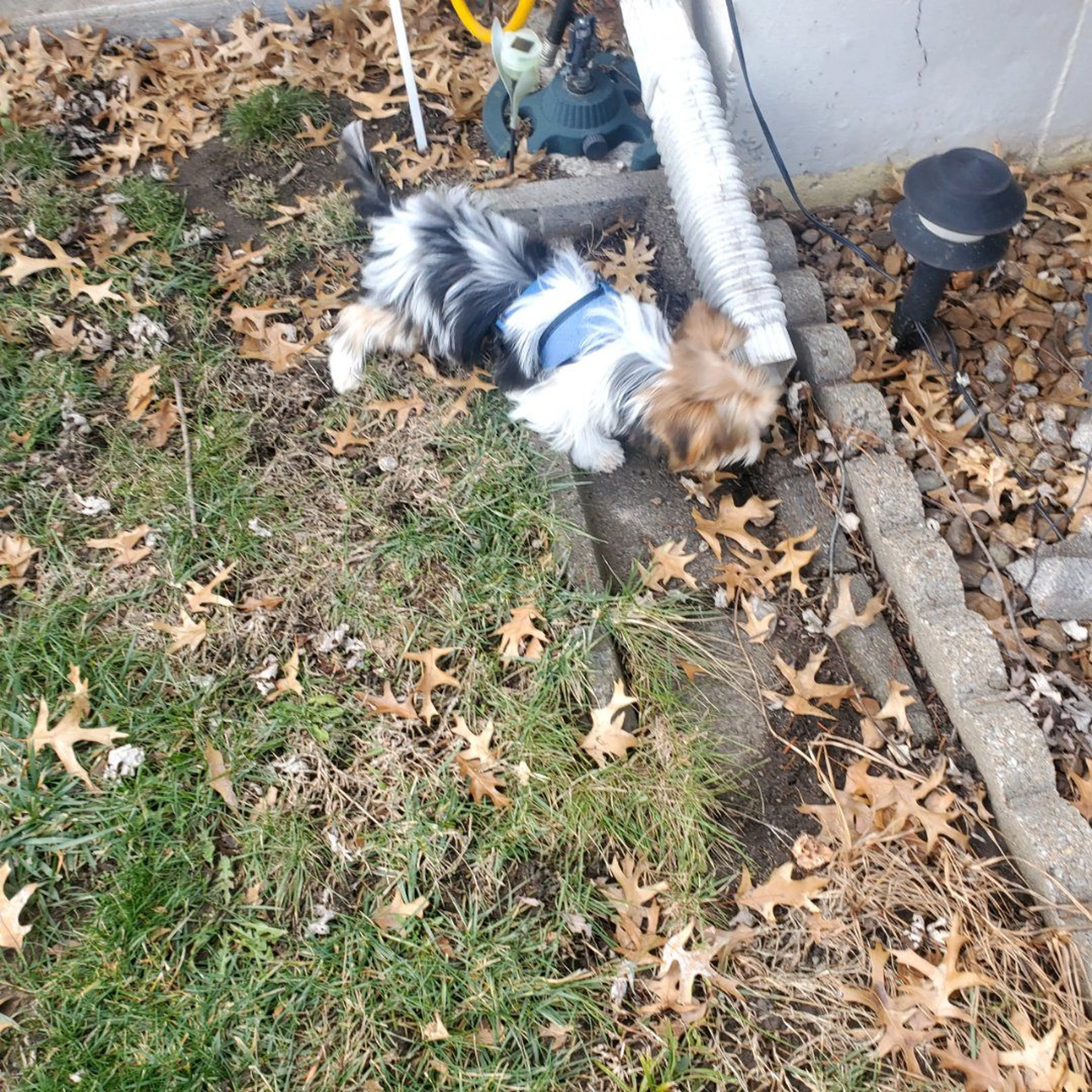 Lost pet-1