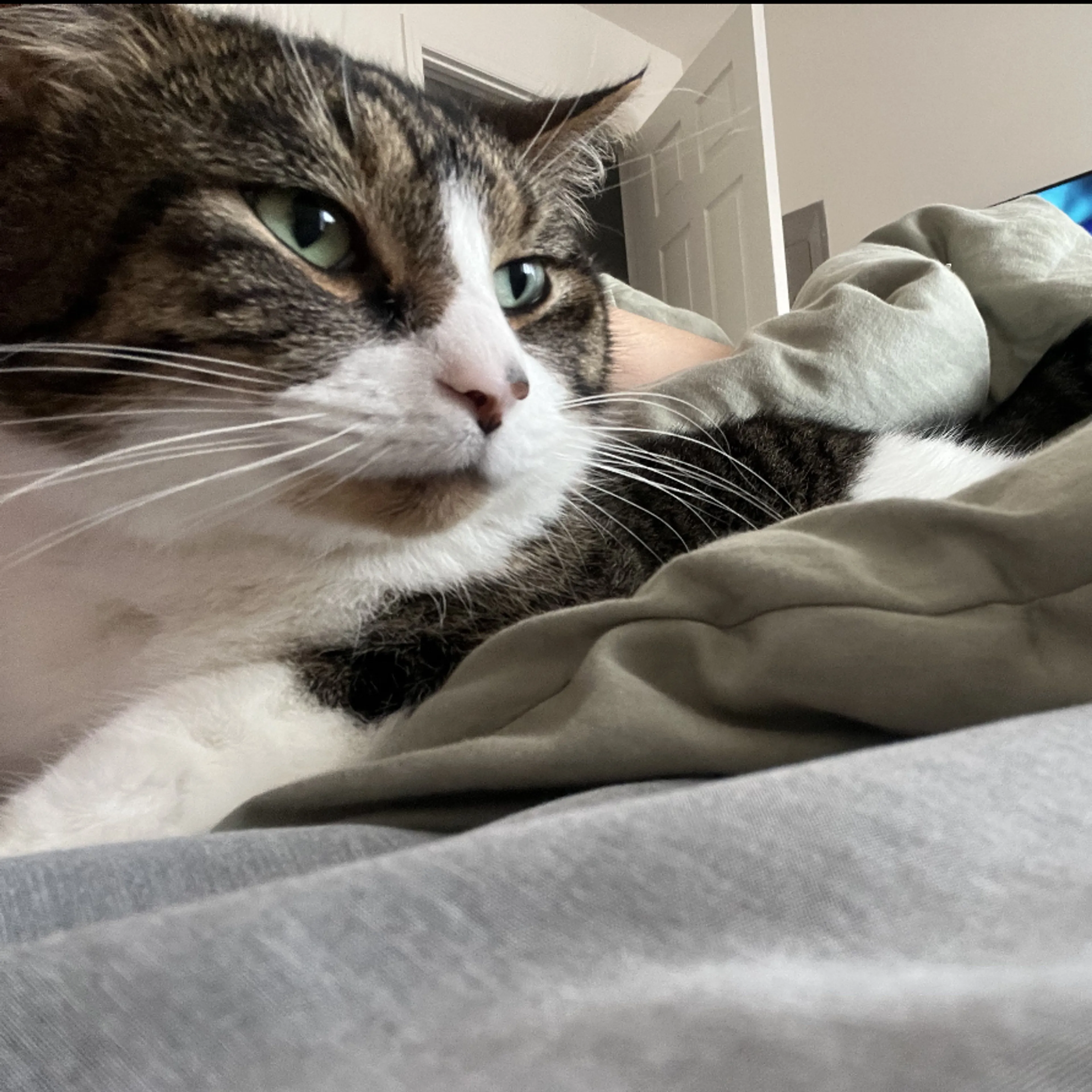 Lost pet-3