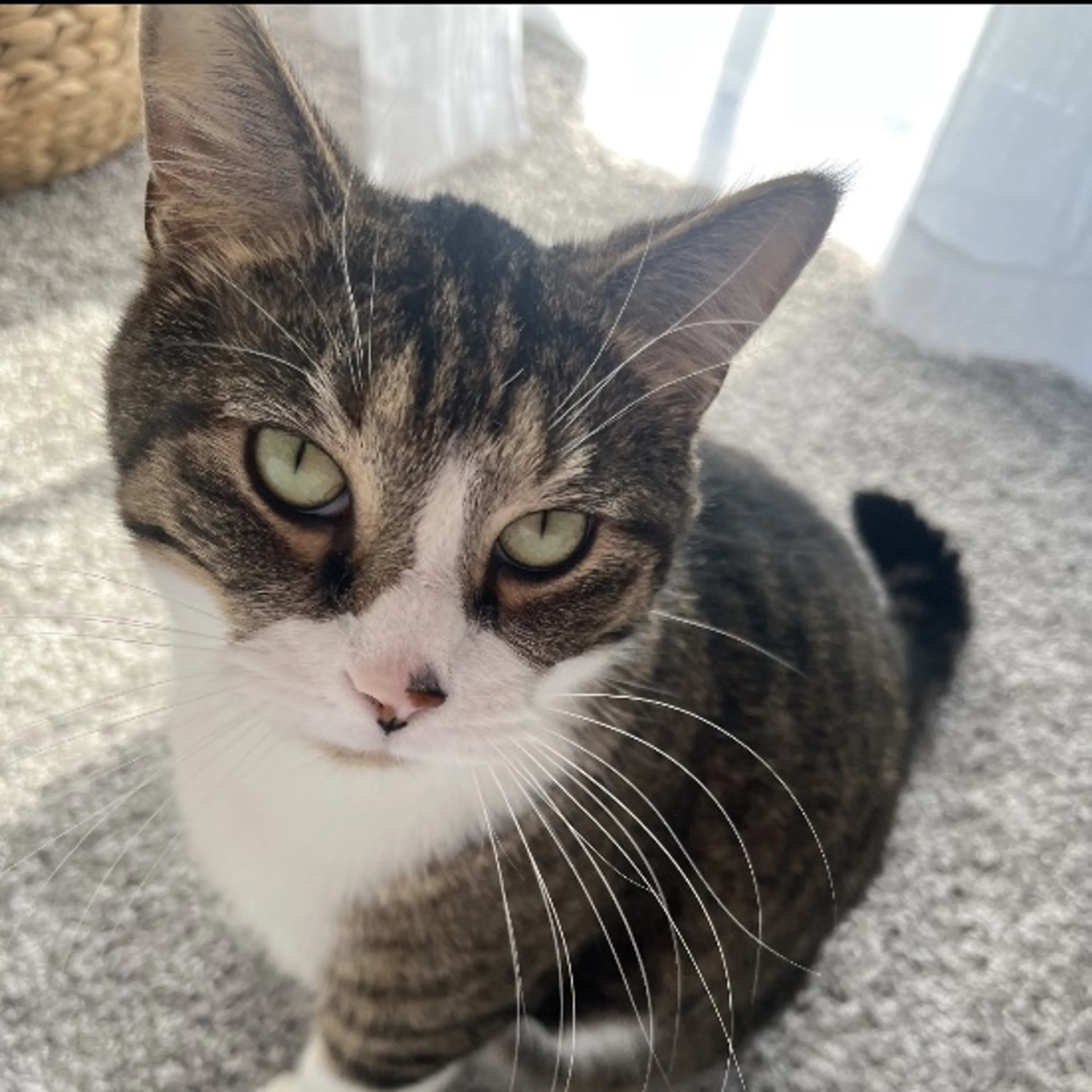 Lost pet-0