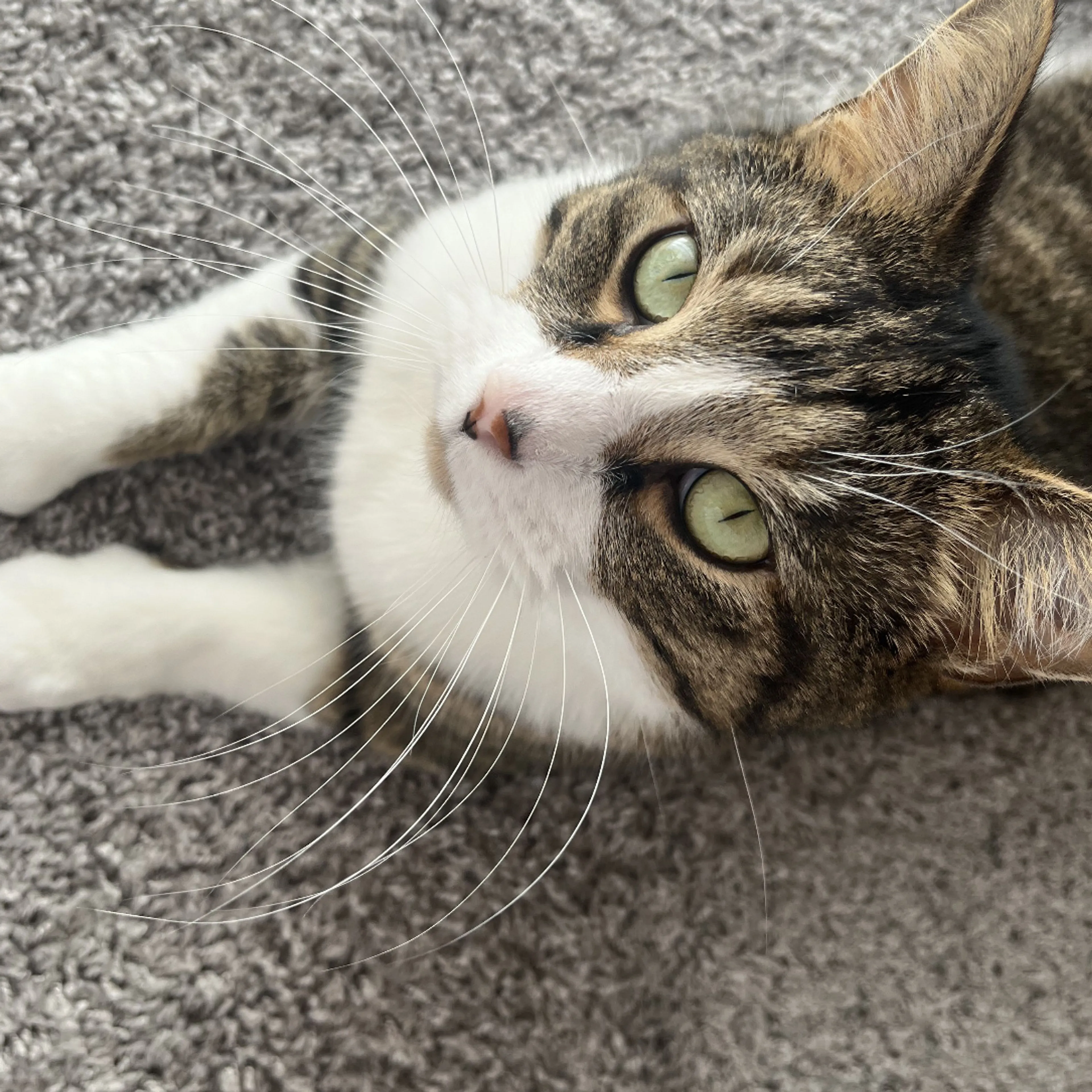 Lost pet-2