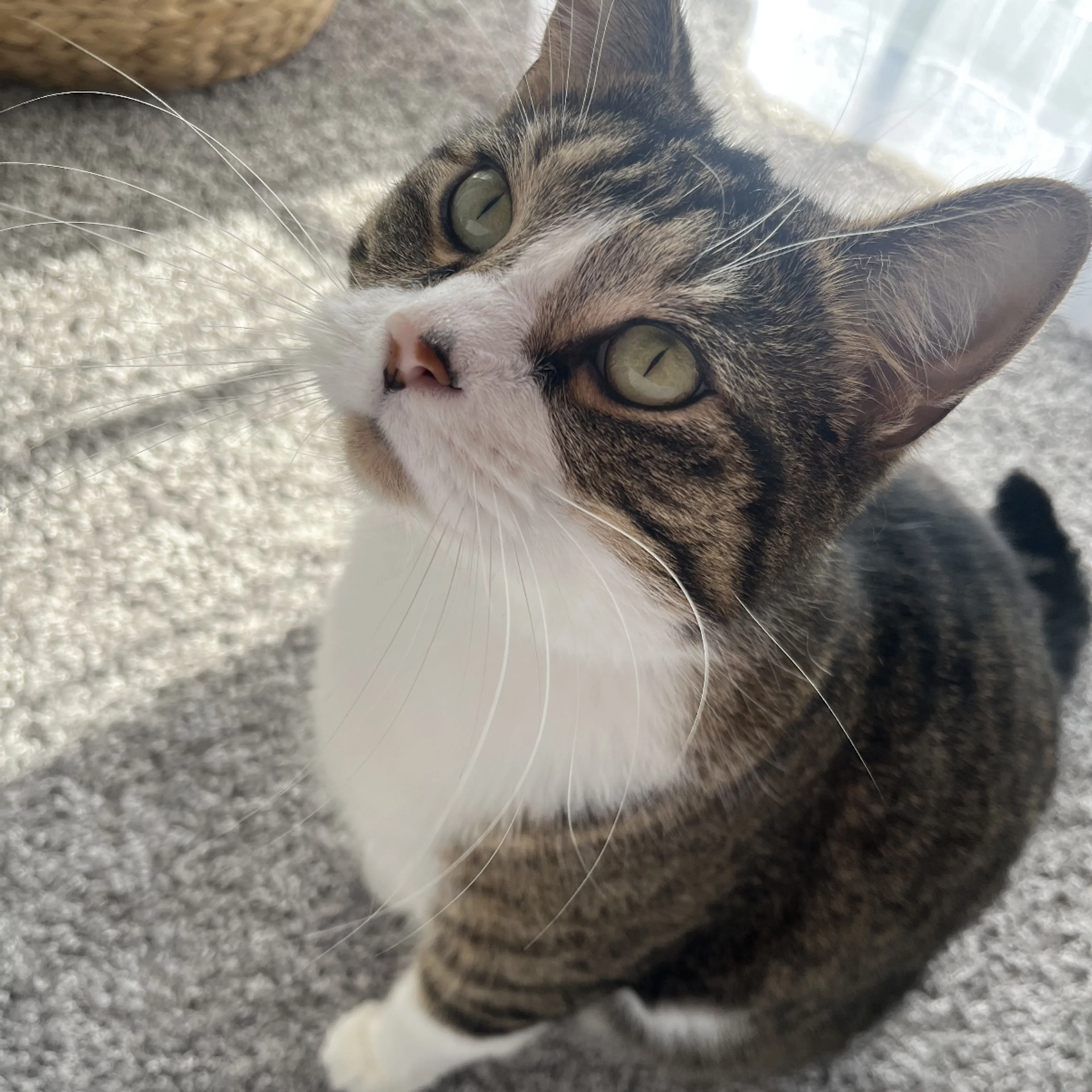 Lost pet-1