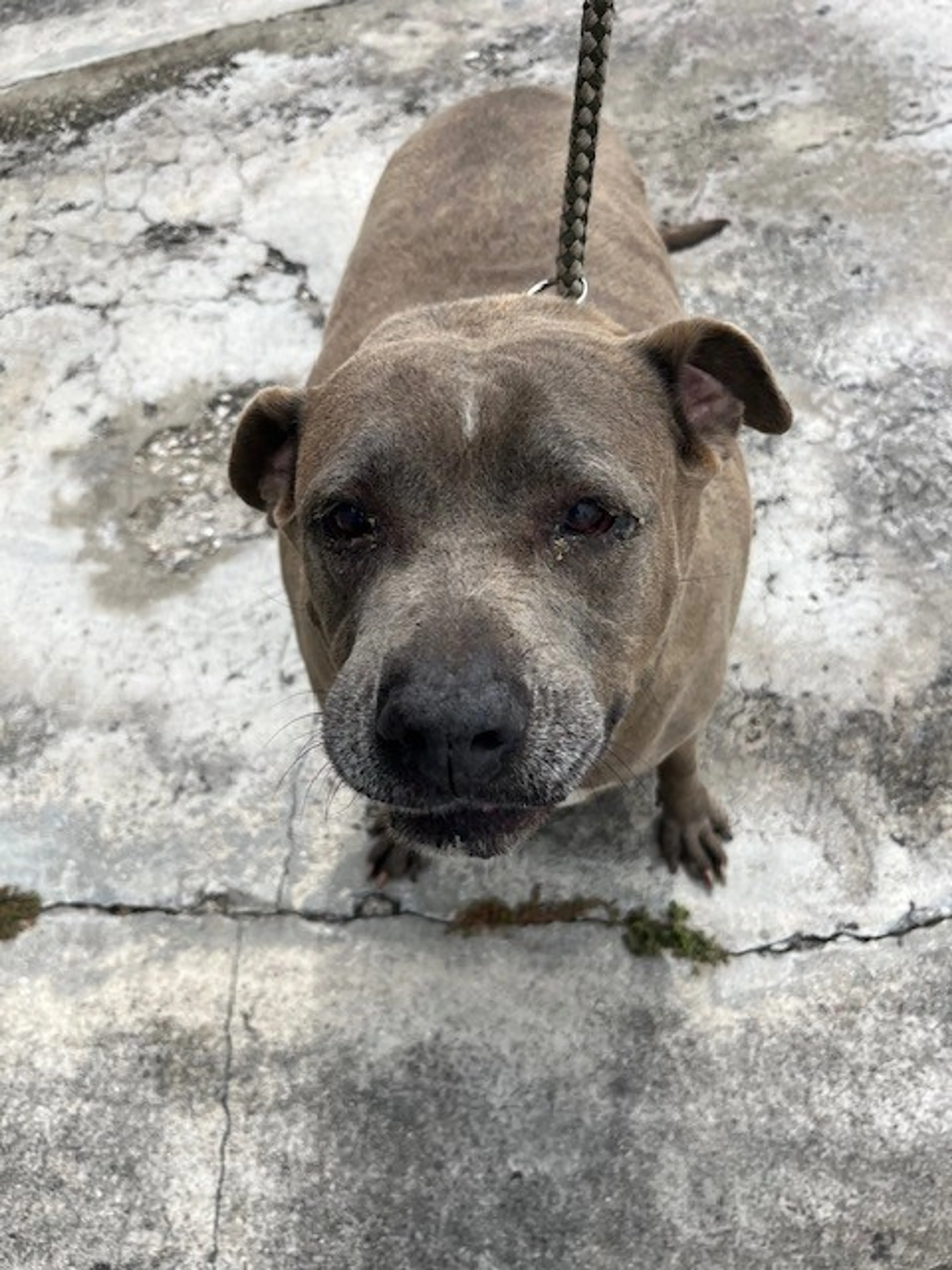 Found pet