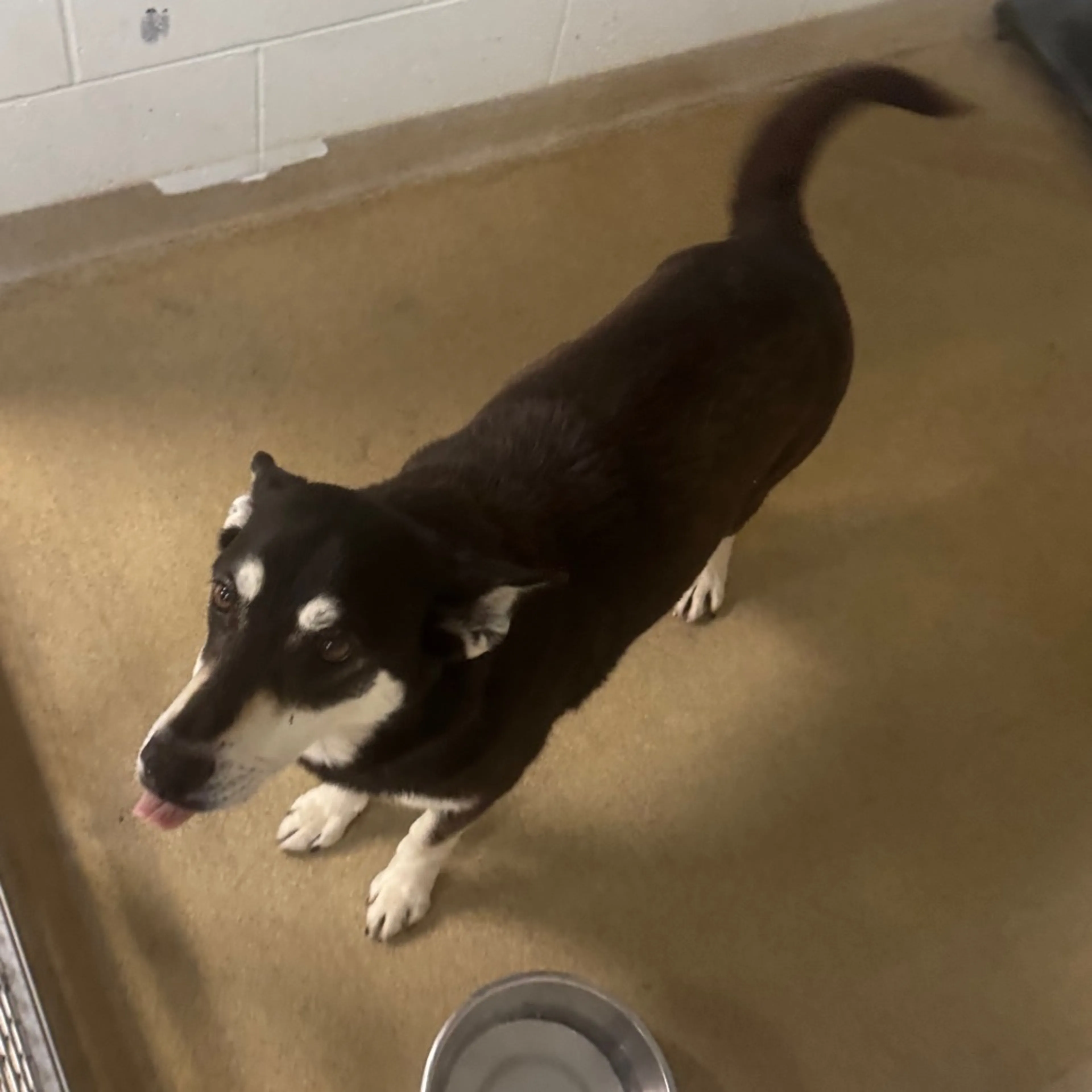 Found pet-1