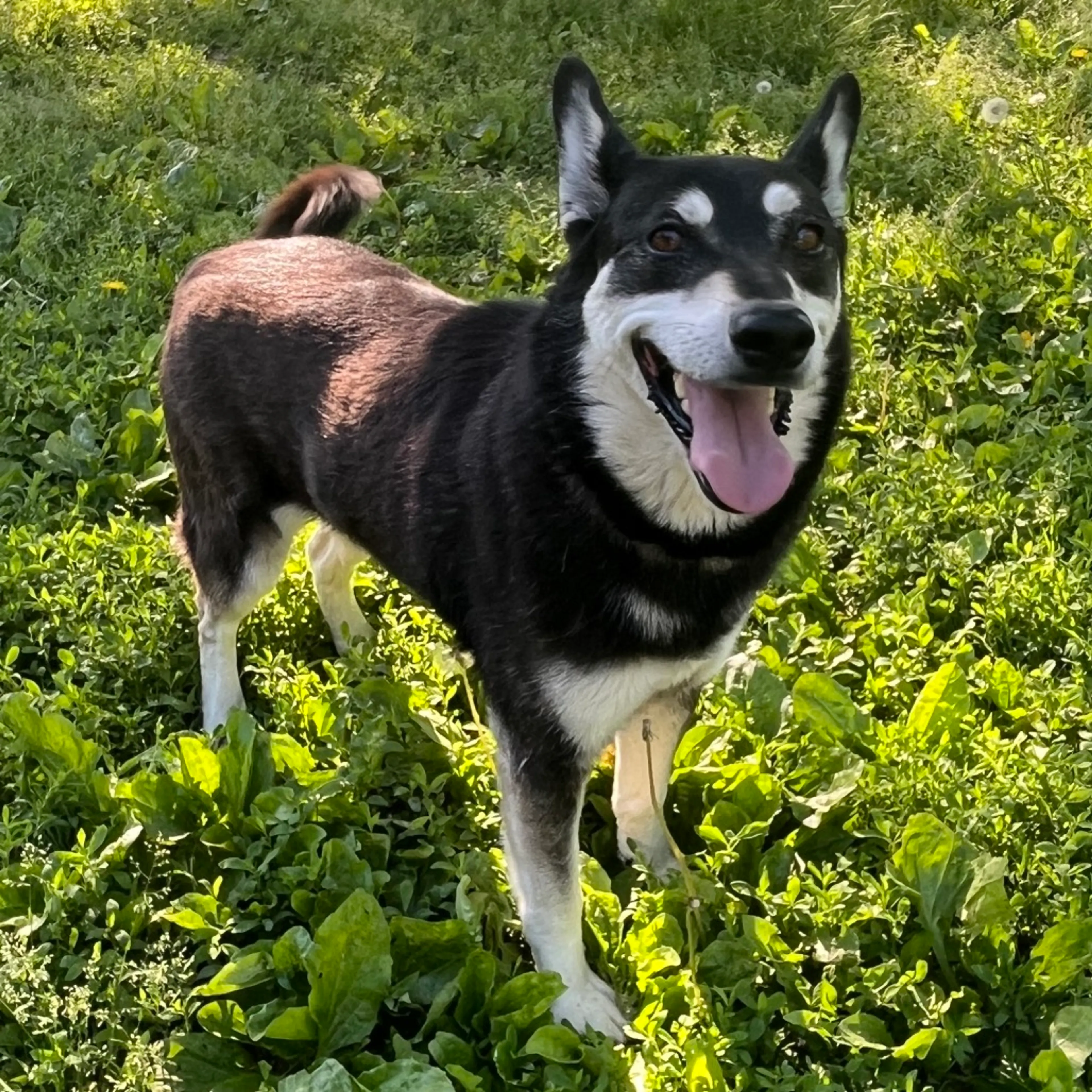 Found pet-4
