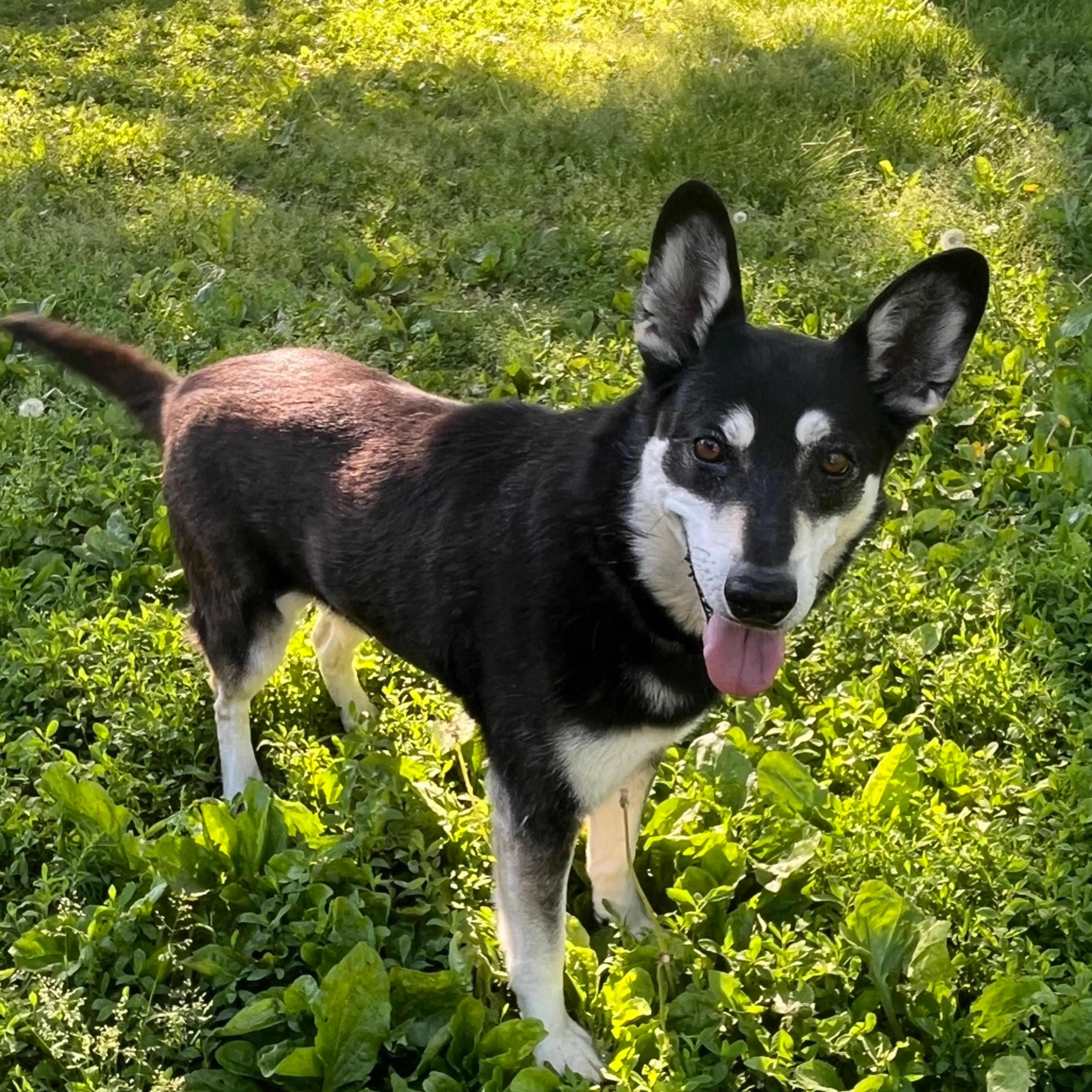 Found pet-0