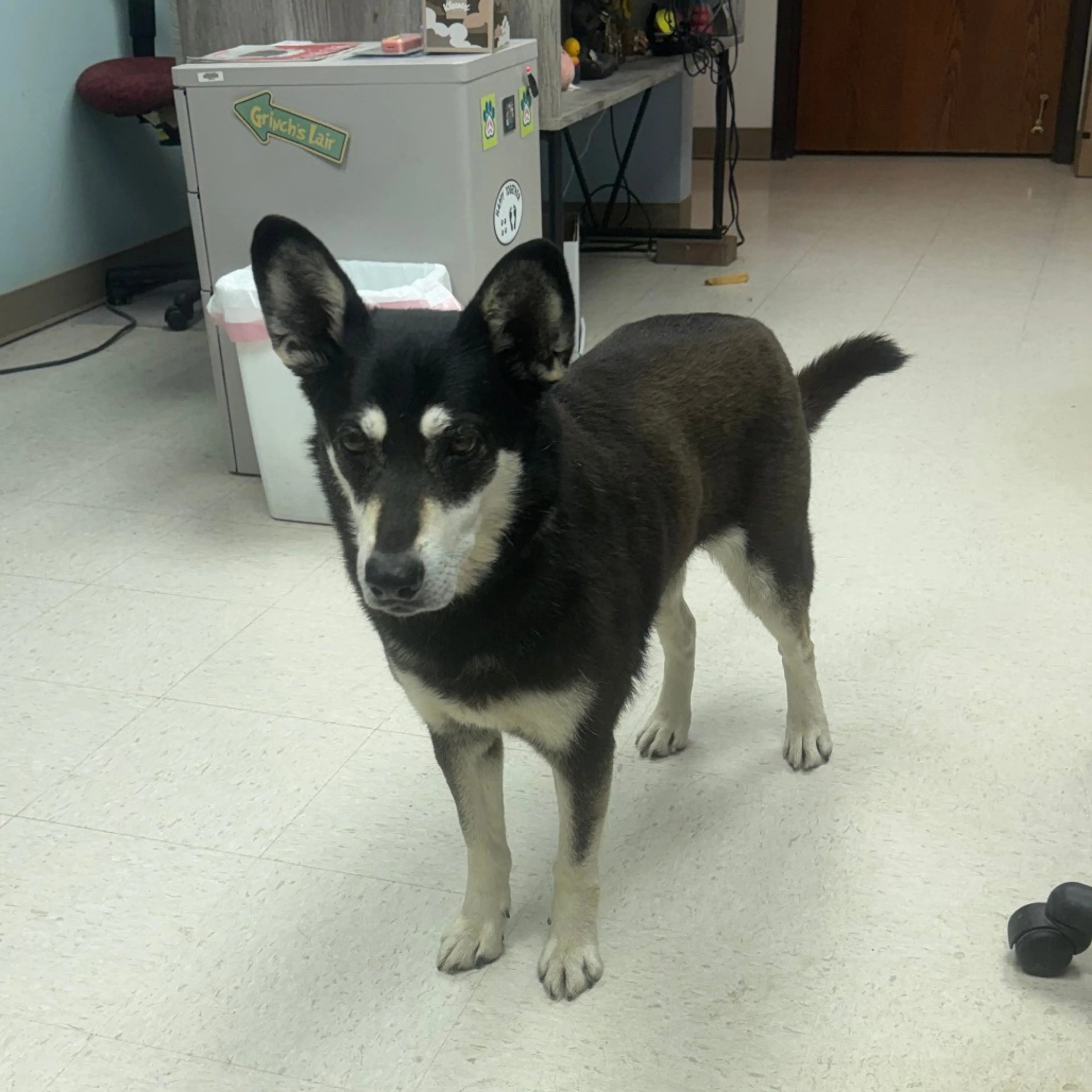 Found pet-3