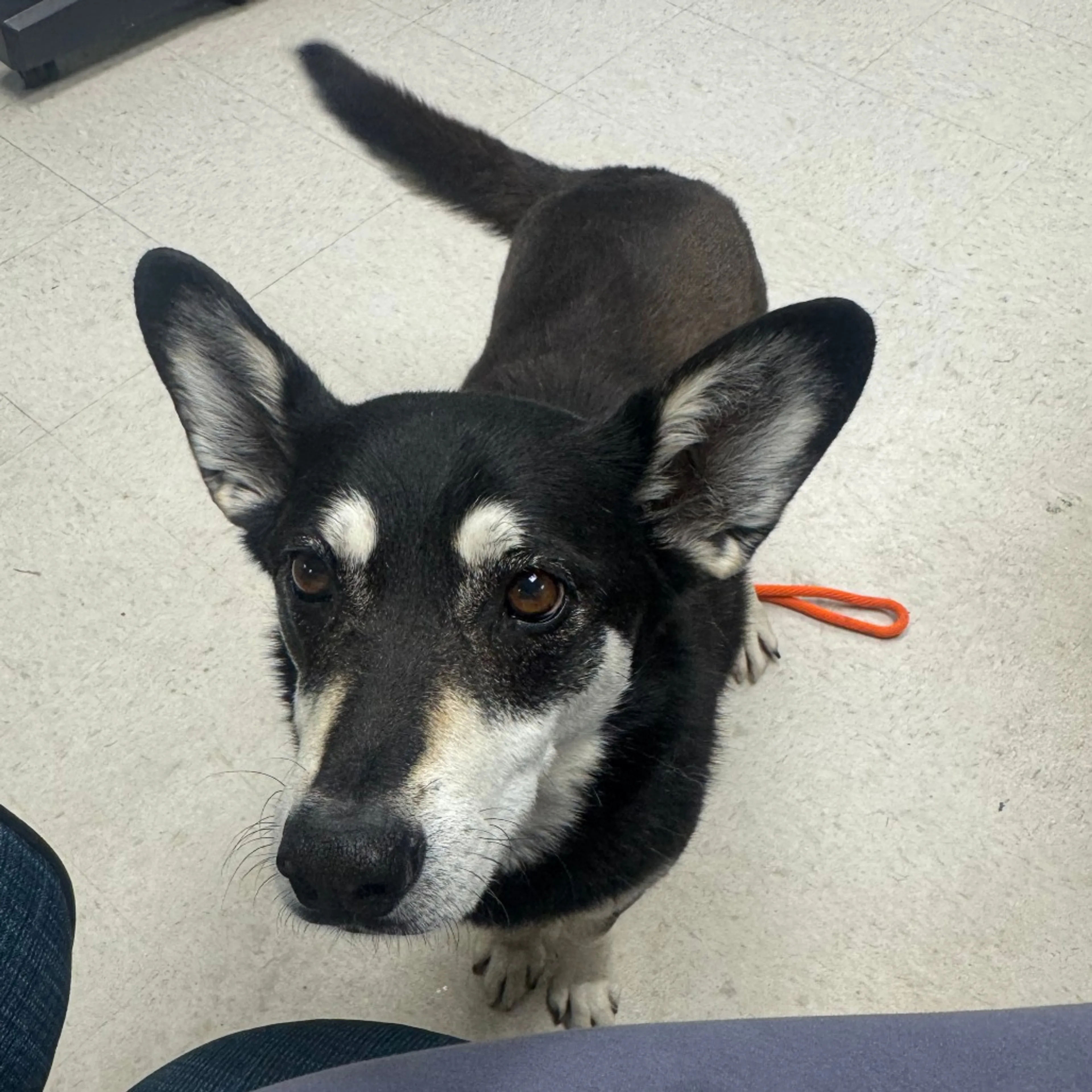Found pet-2