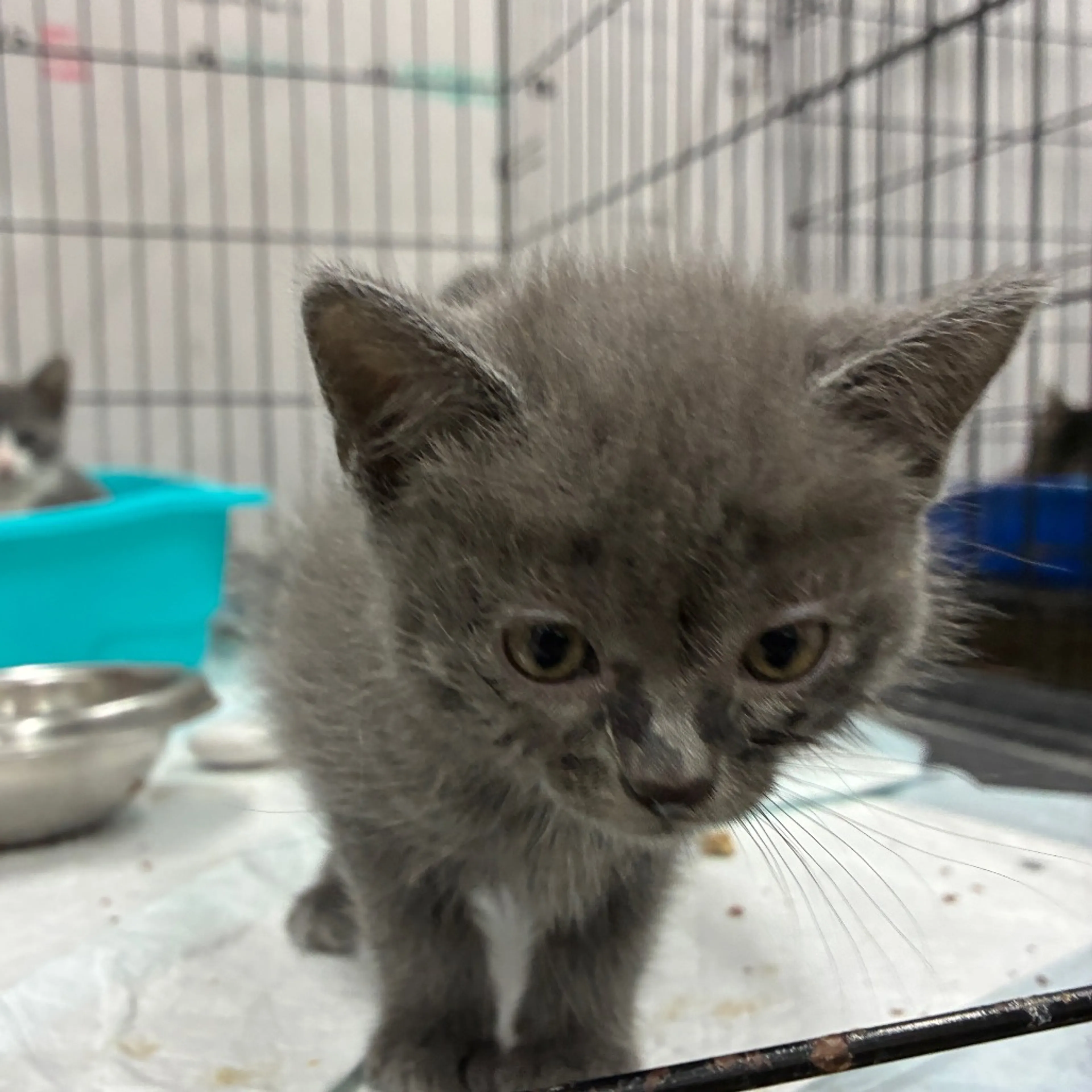 Found pet