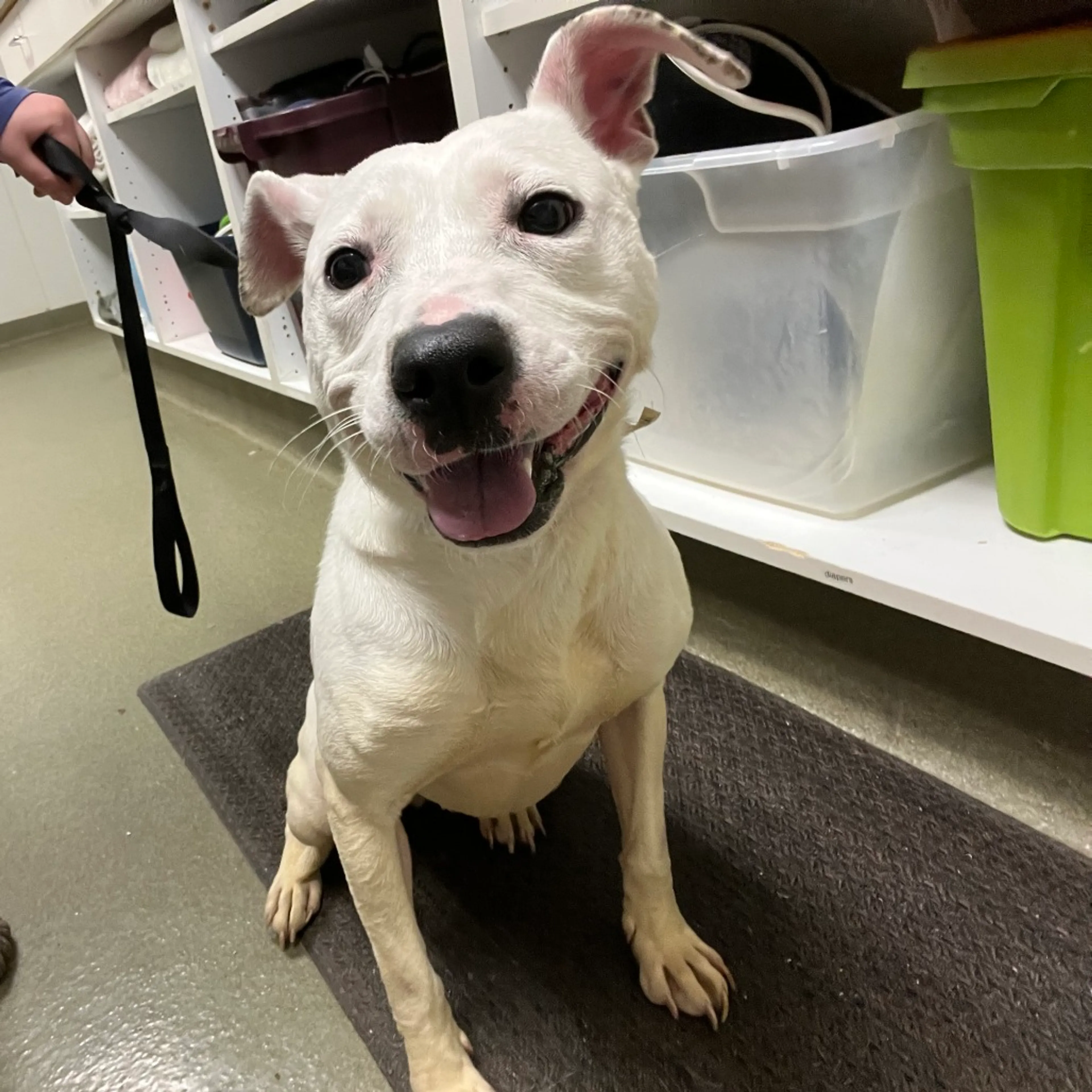 Found pet-1
