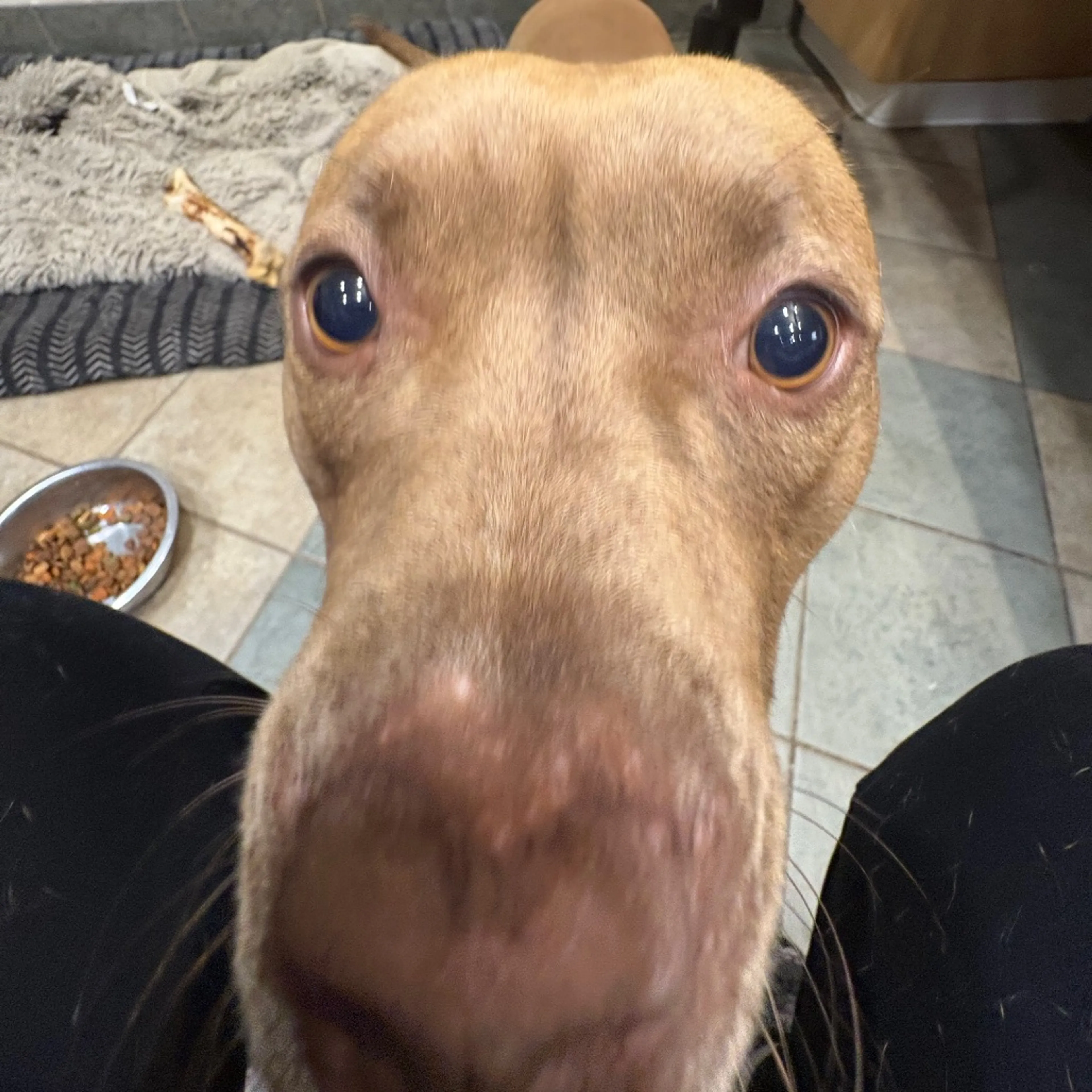 Found pet-3