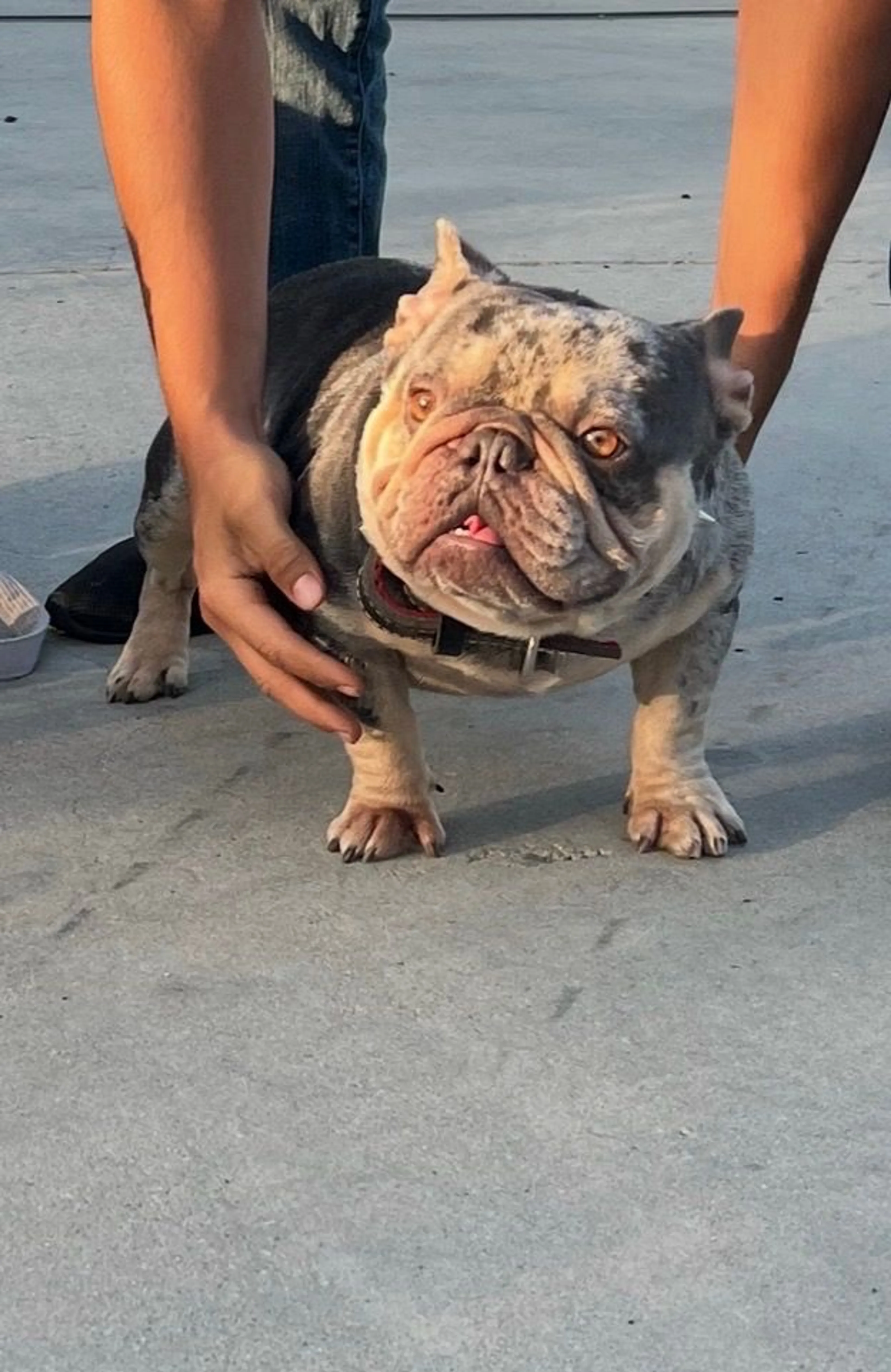 Lost pet-2