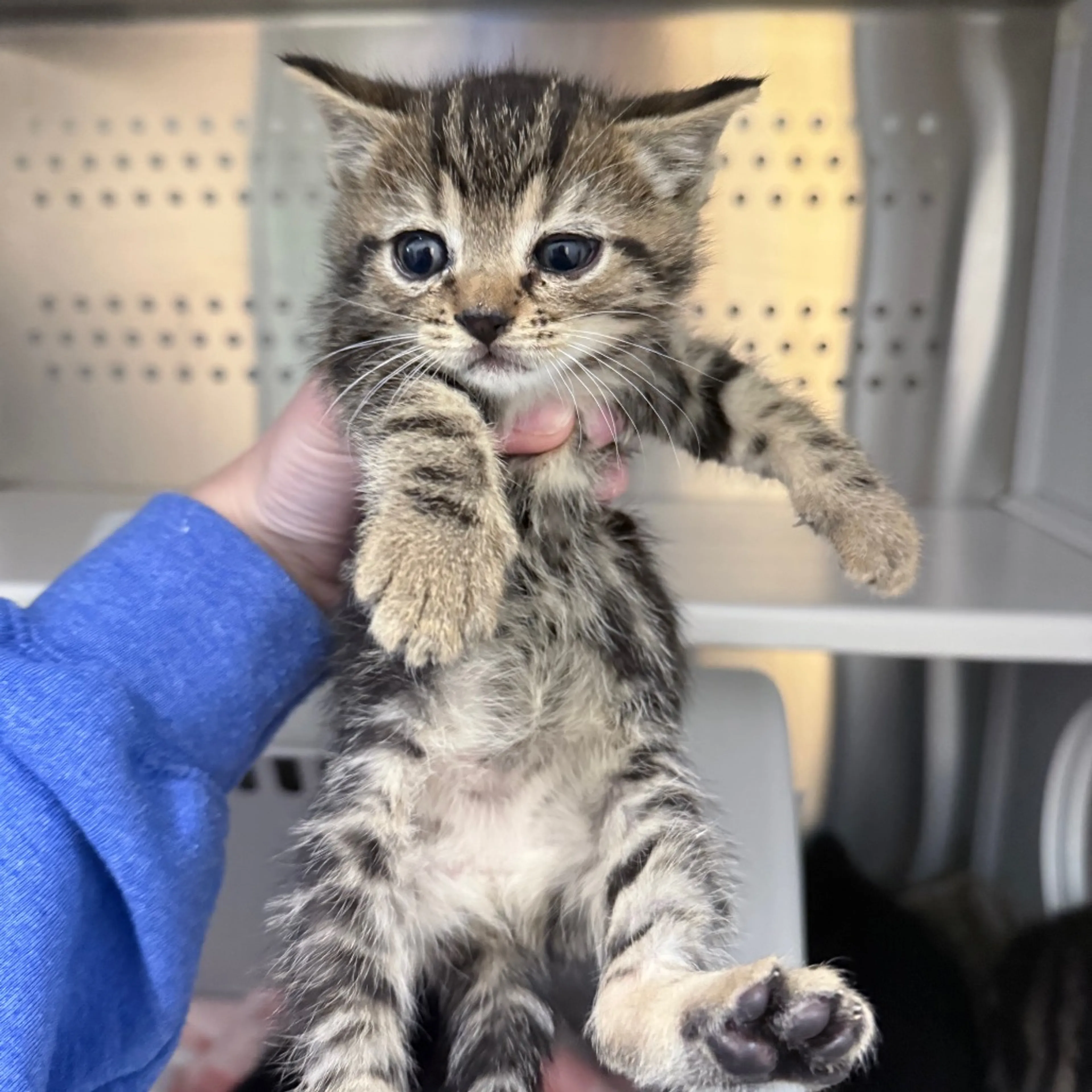 Found pet