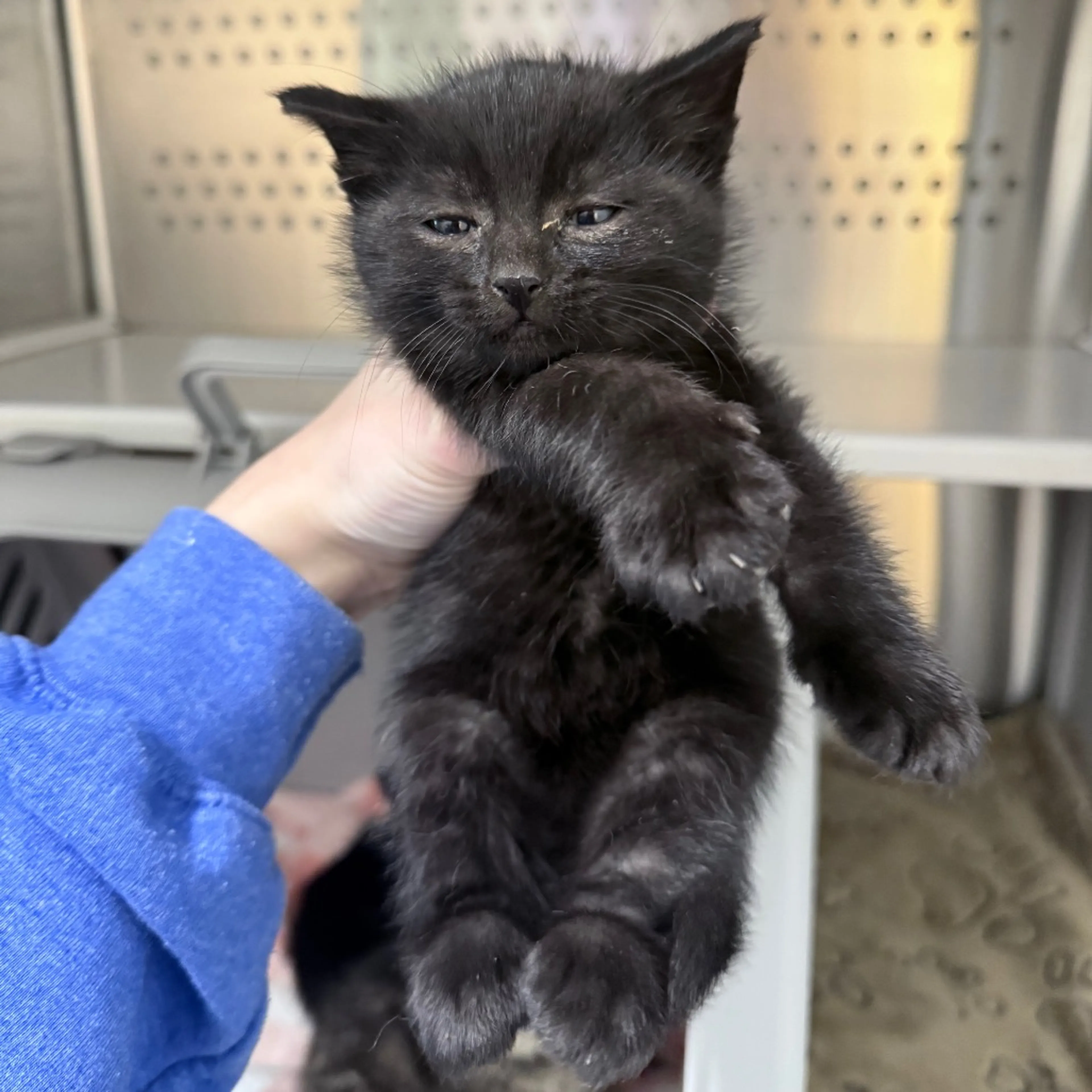 Found pet
