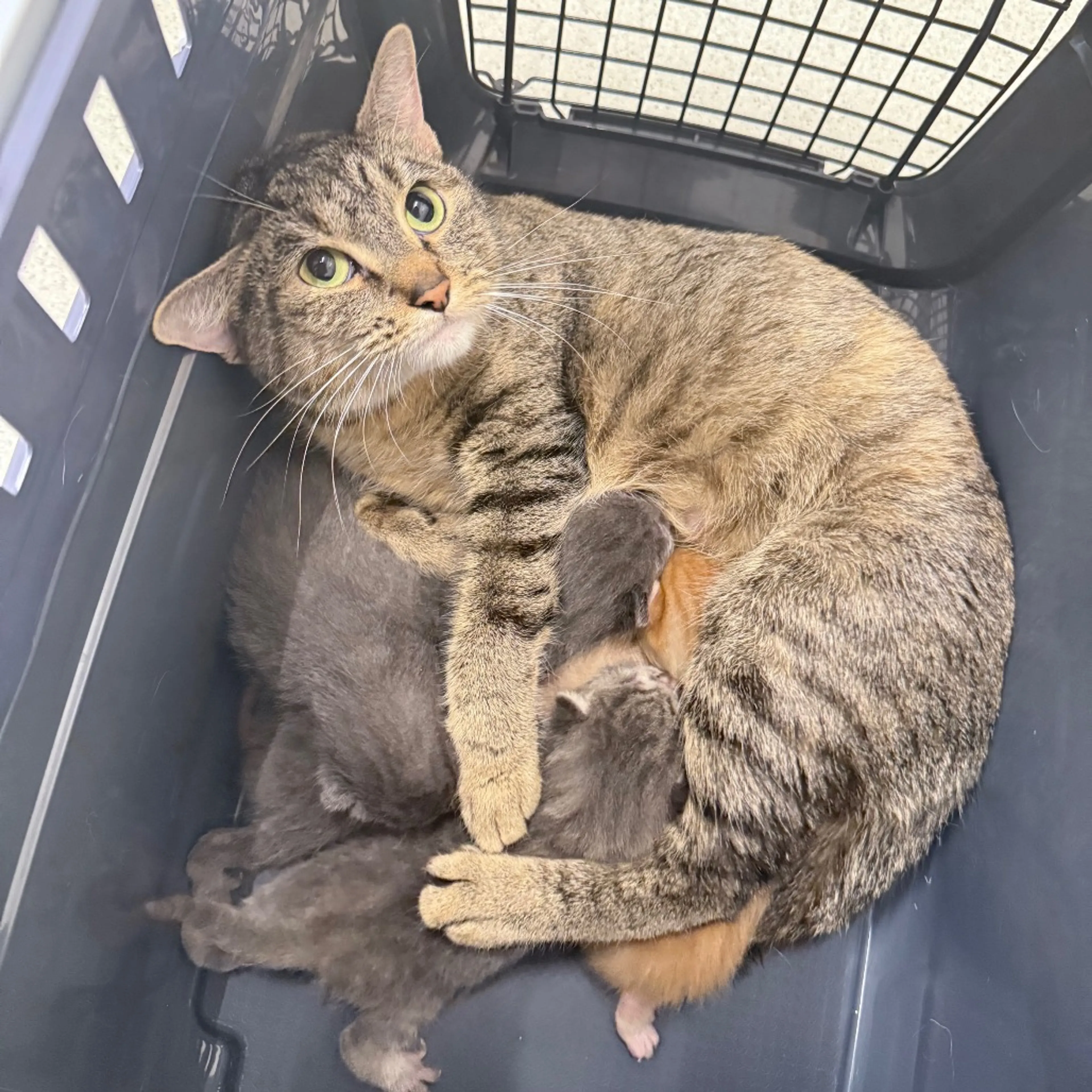 Found pet