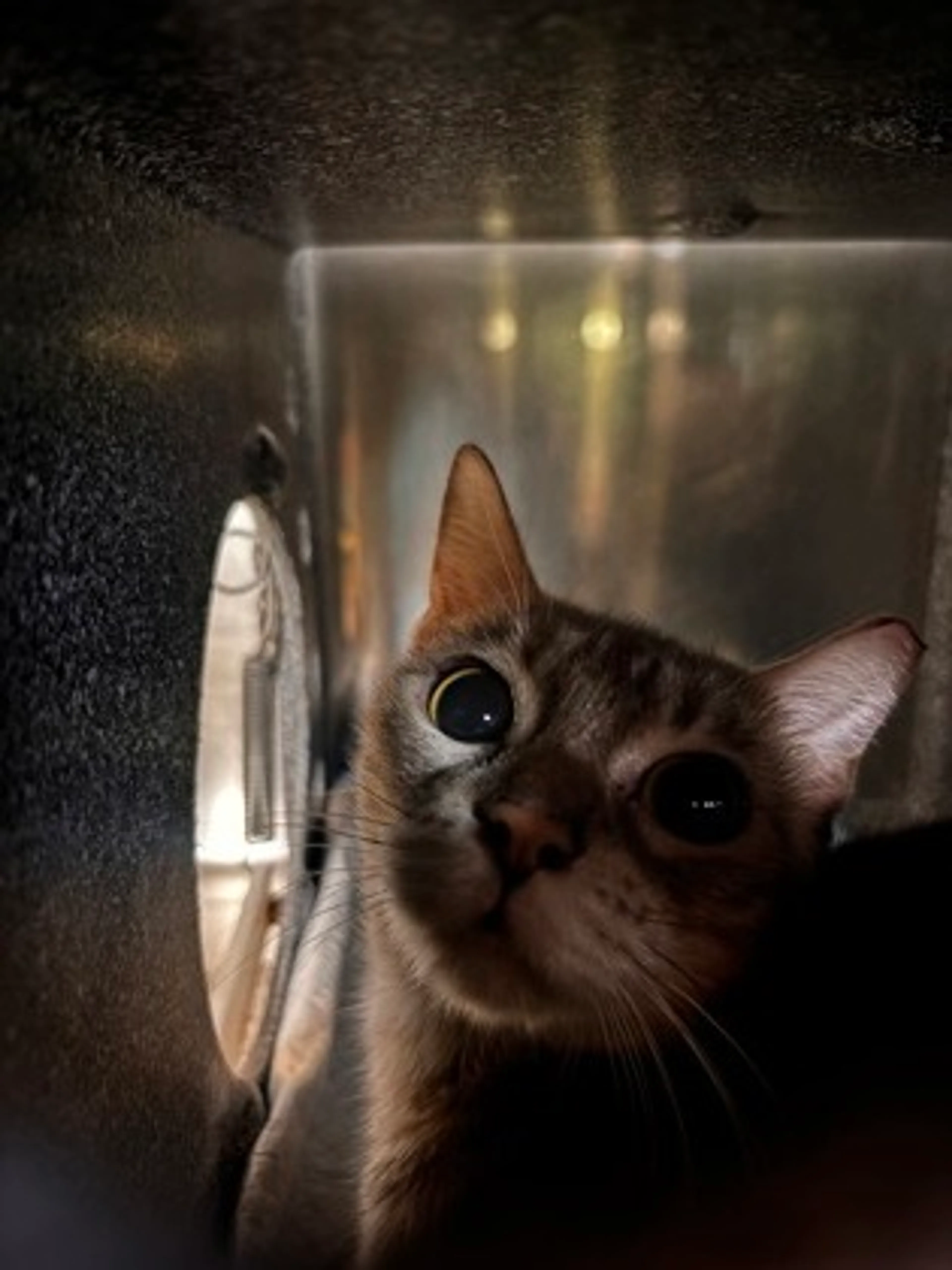 Found pet-1