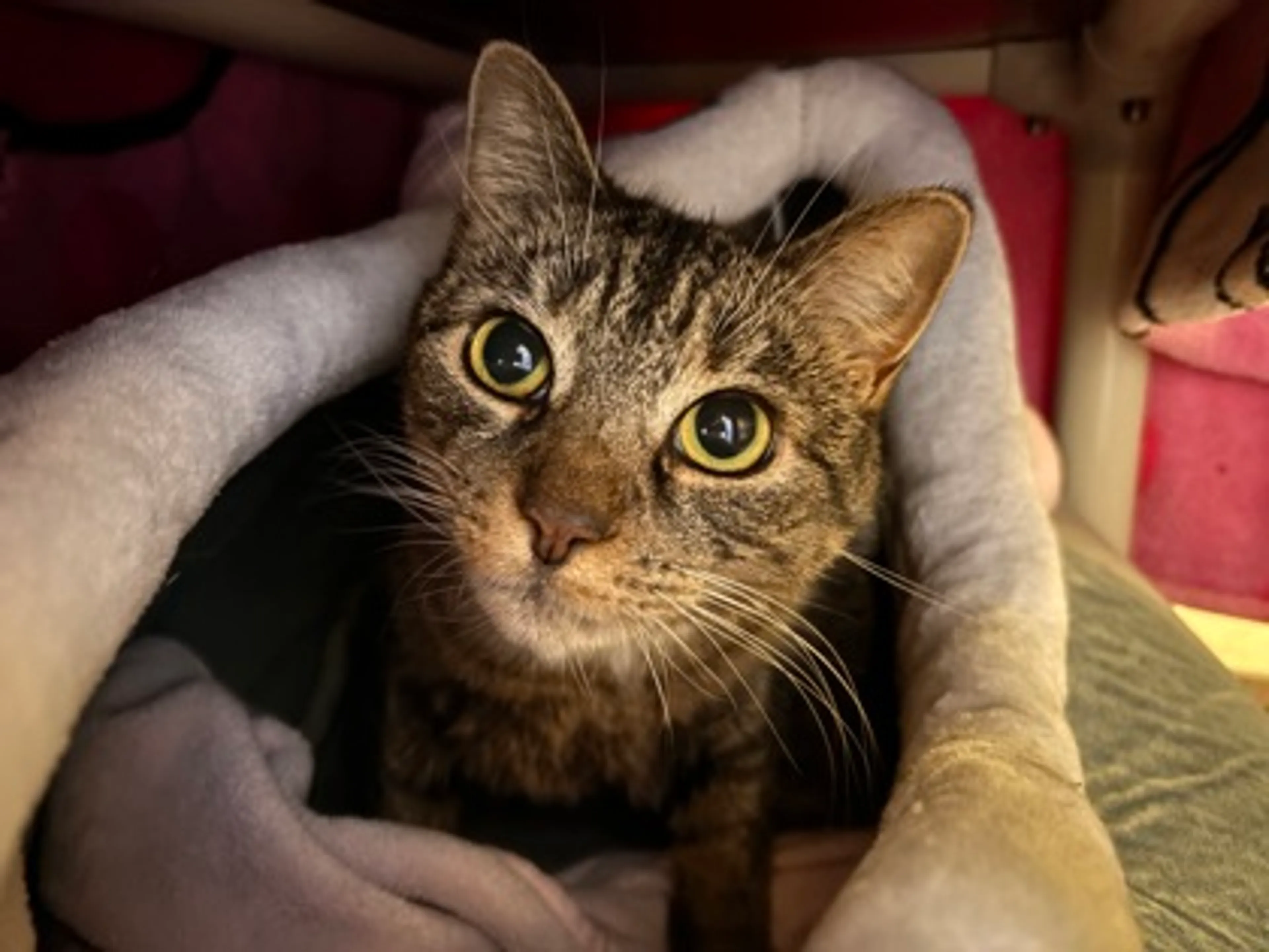Found pet