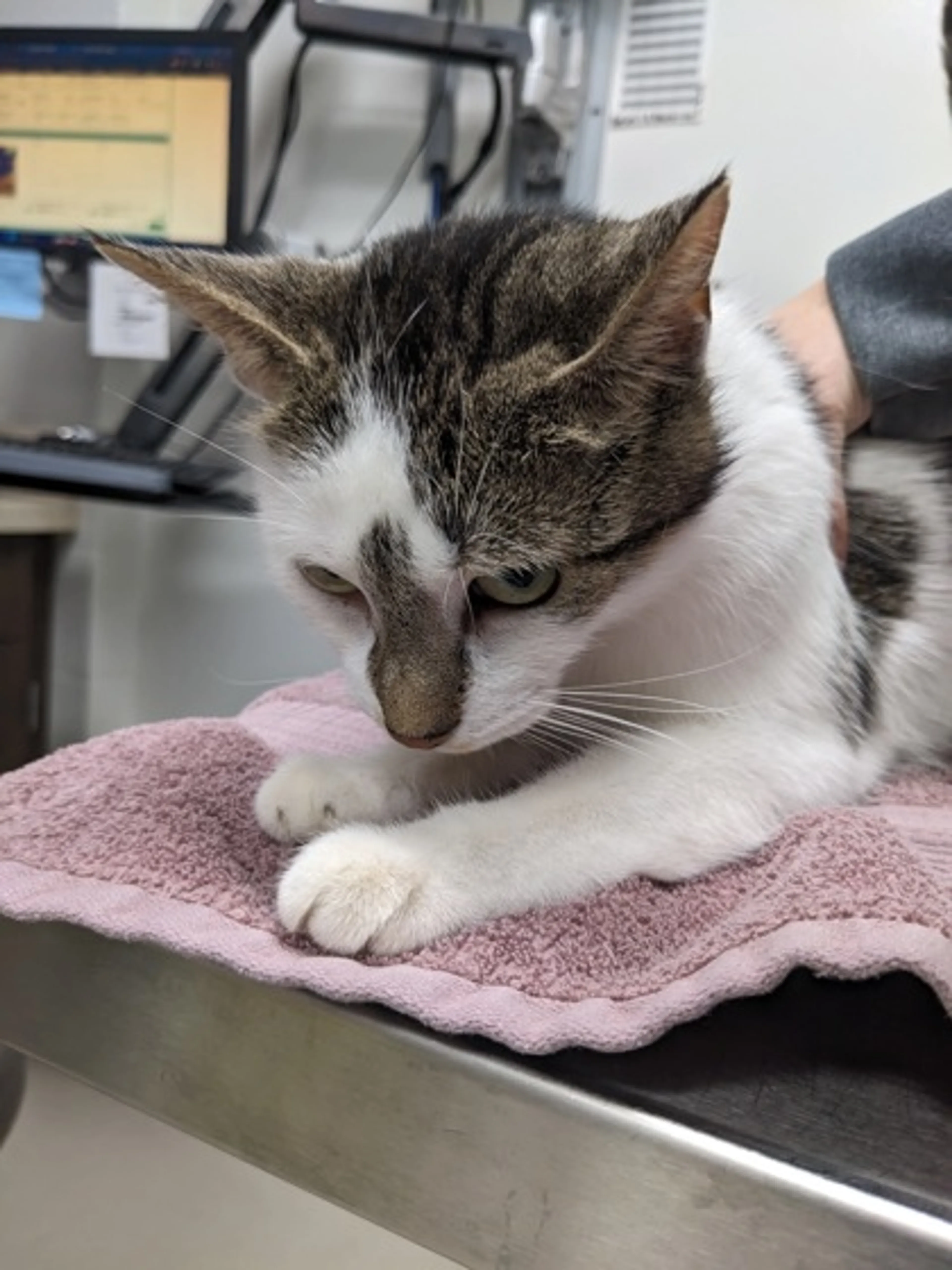 Found pet