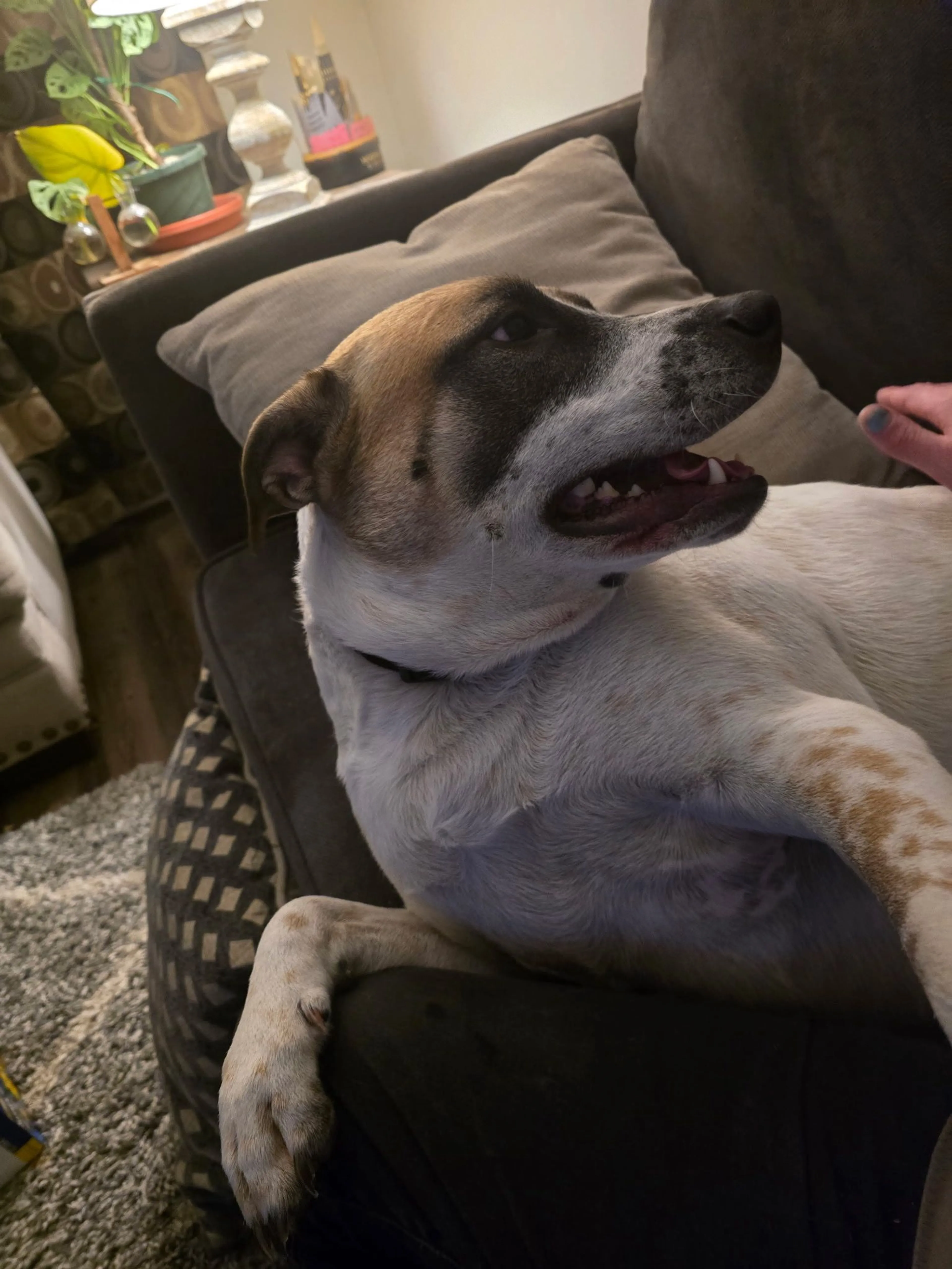 Lost pet-1