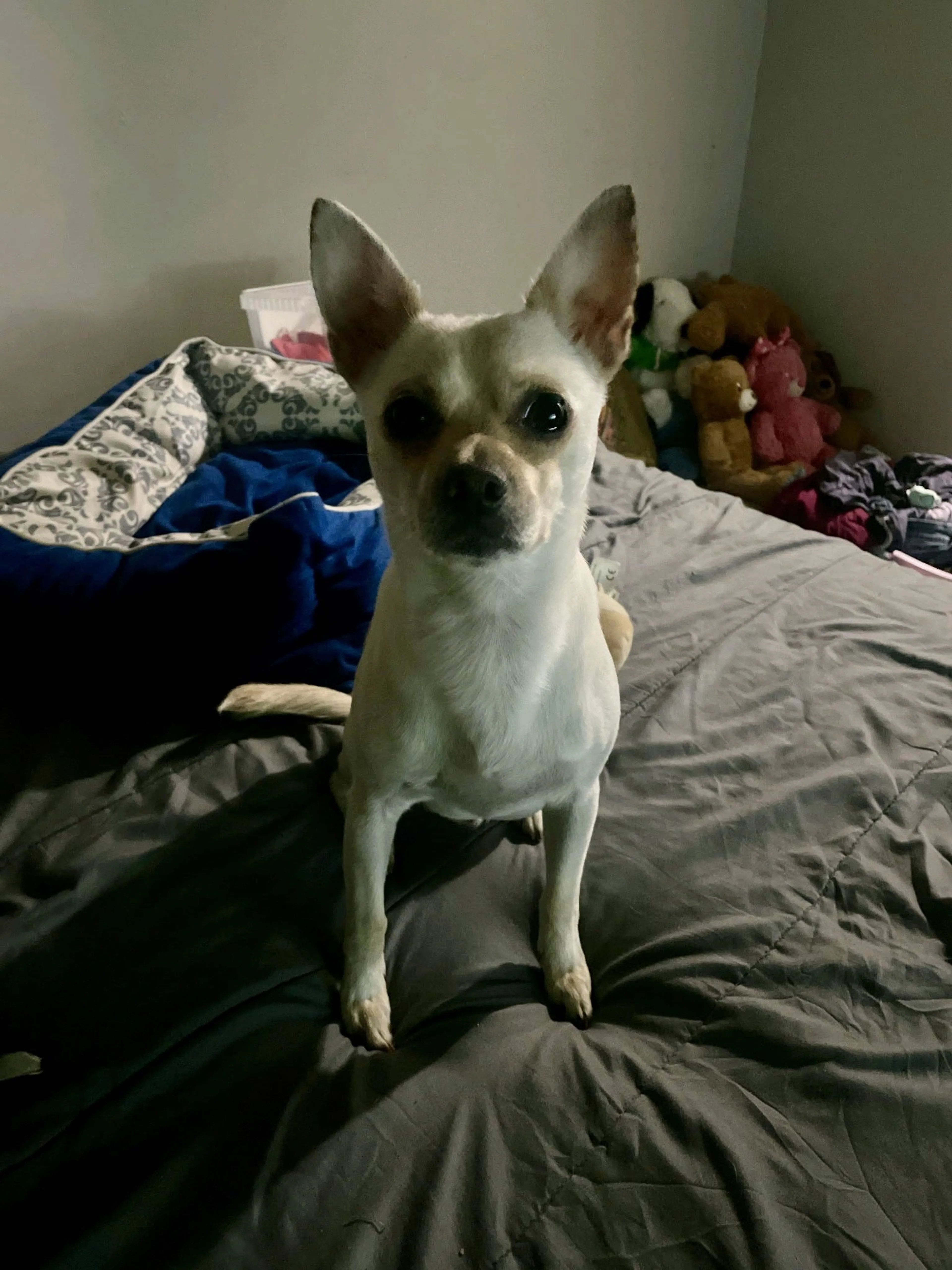 Lost pet-0