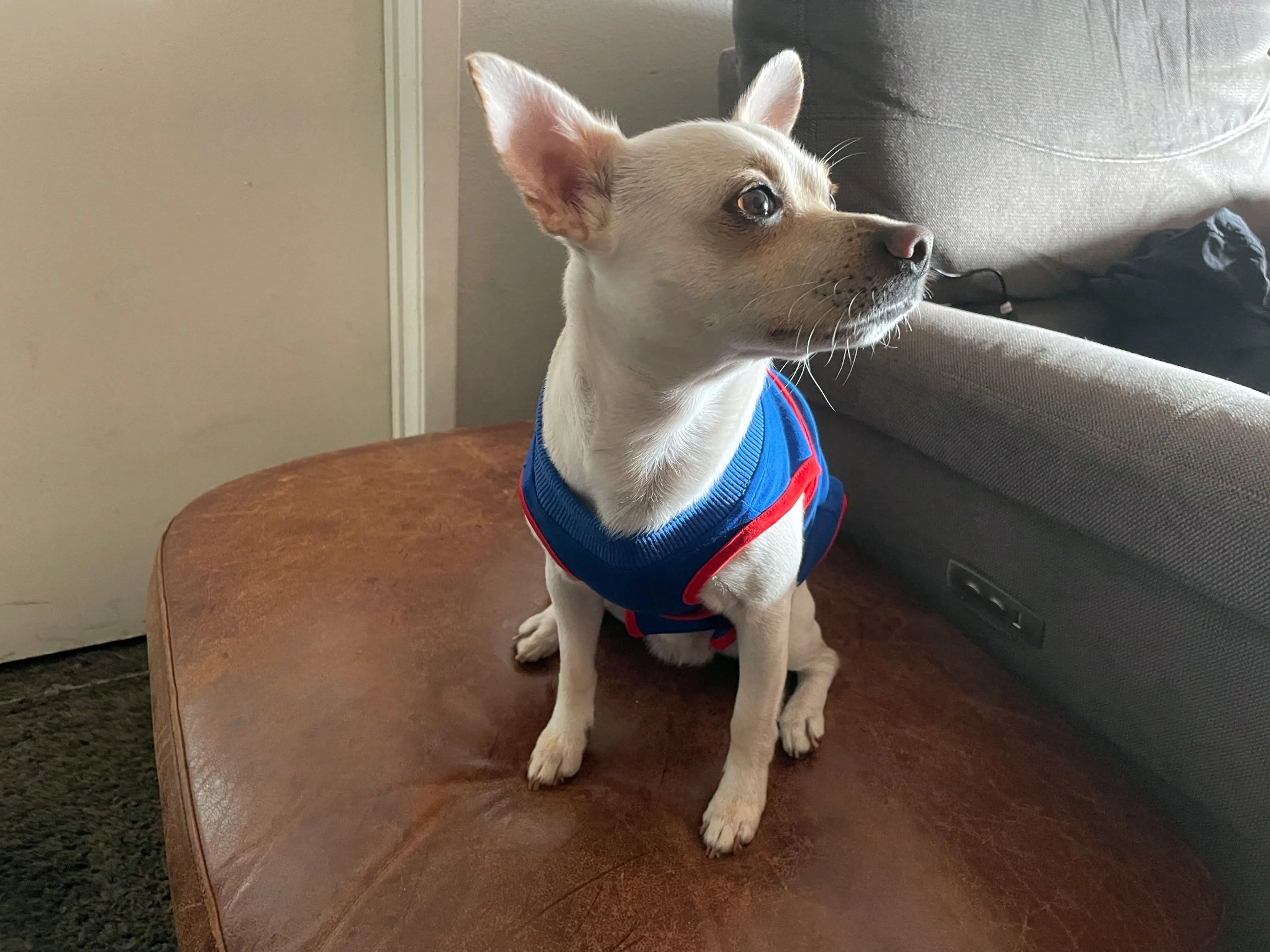 Lost pet-1