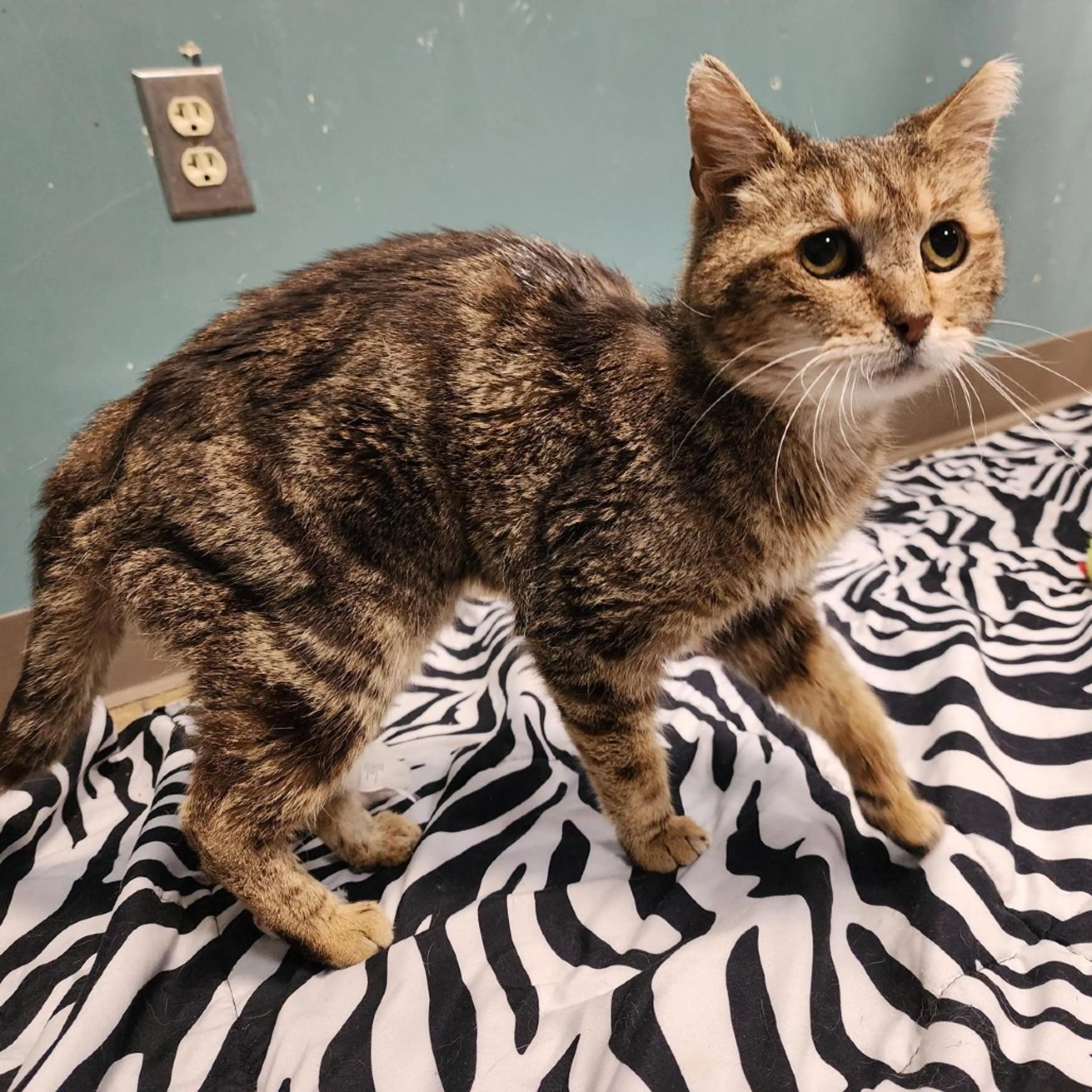 Found pet-3