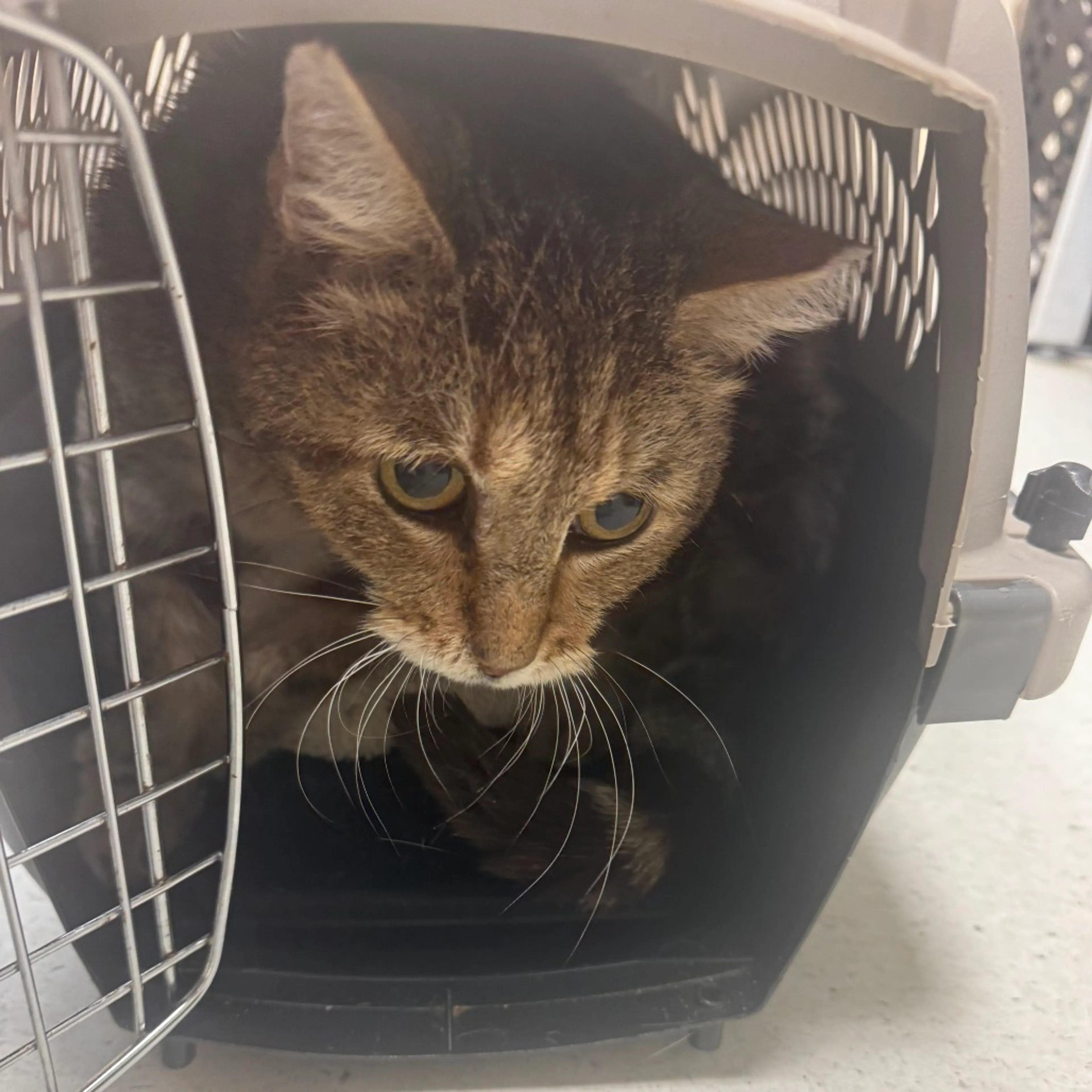 Found pet-1