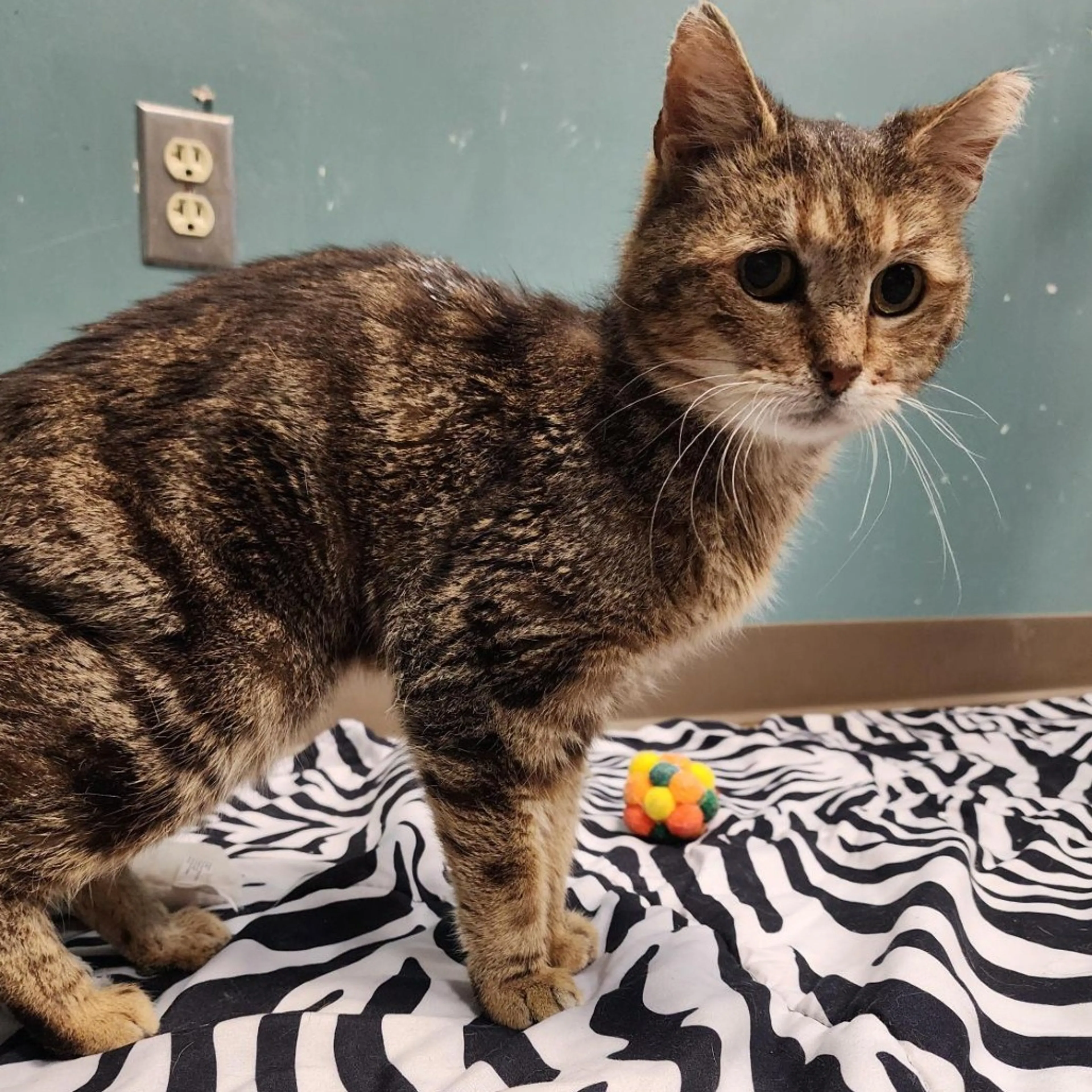 Found pet-2