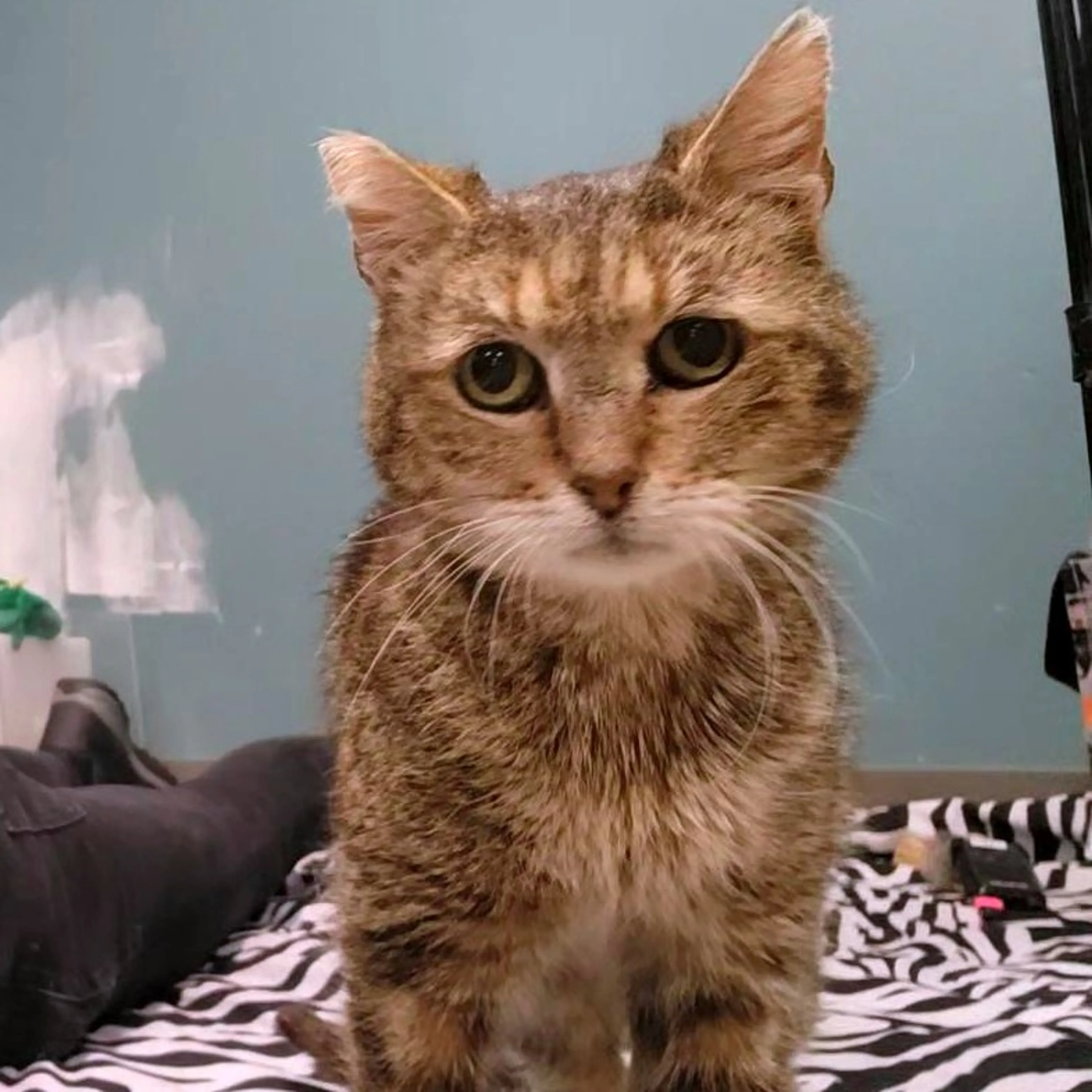 Found pet-0