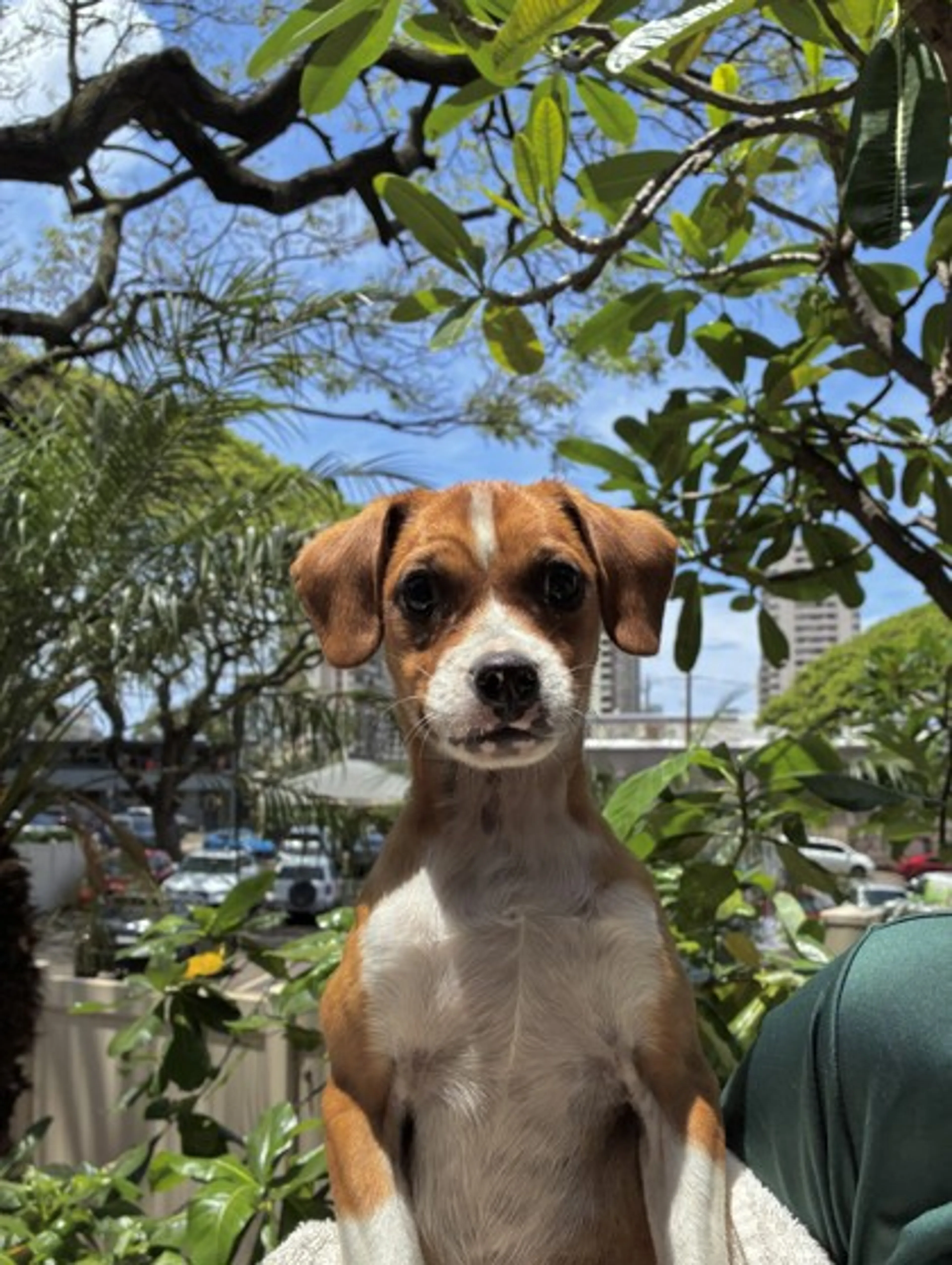Found pet