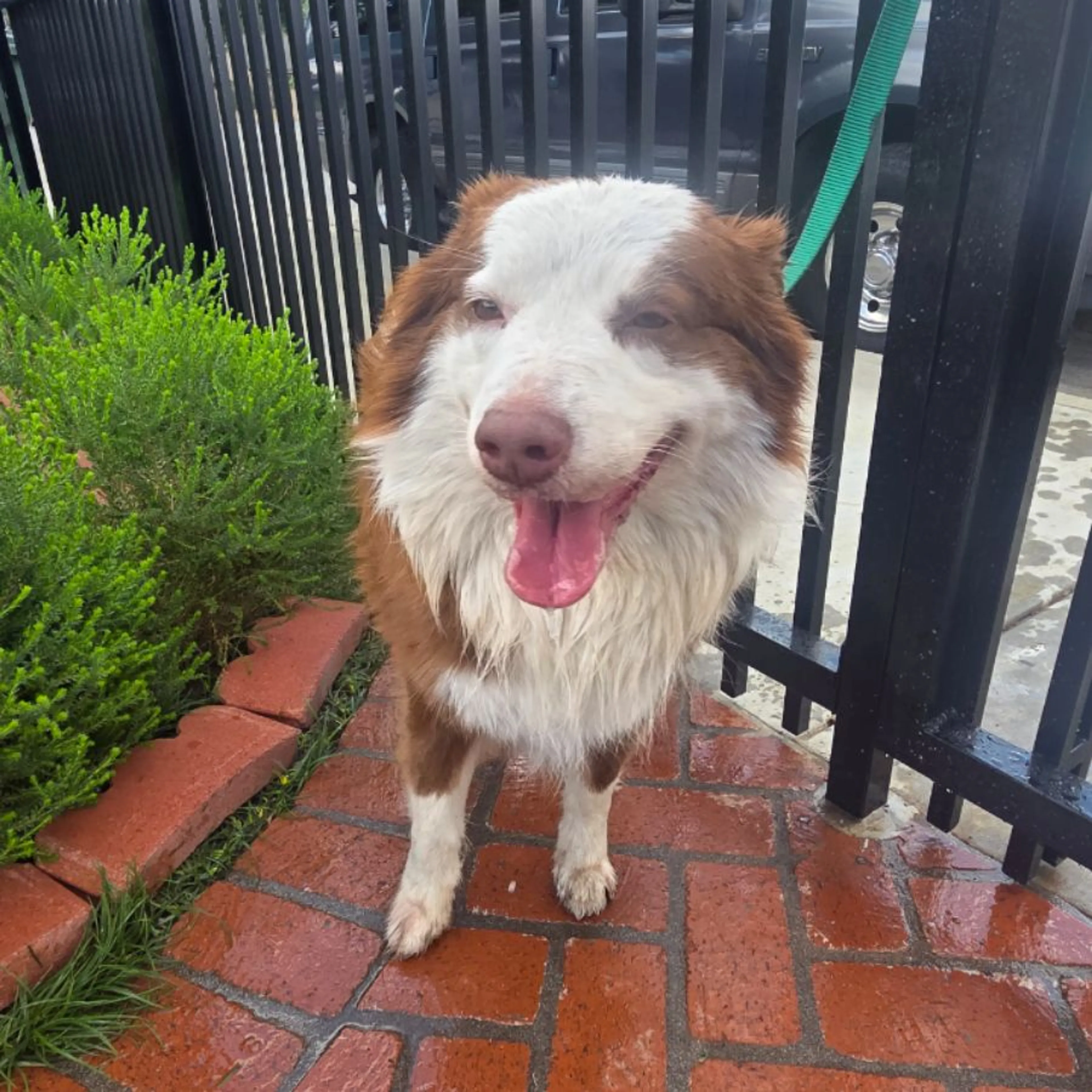 Found pet-0