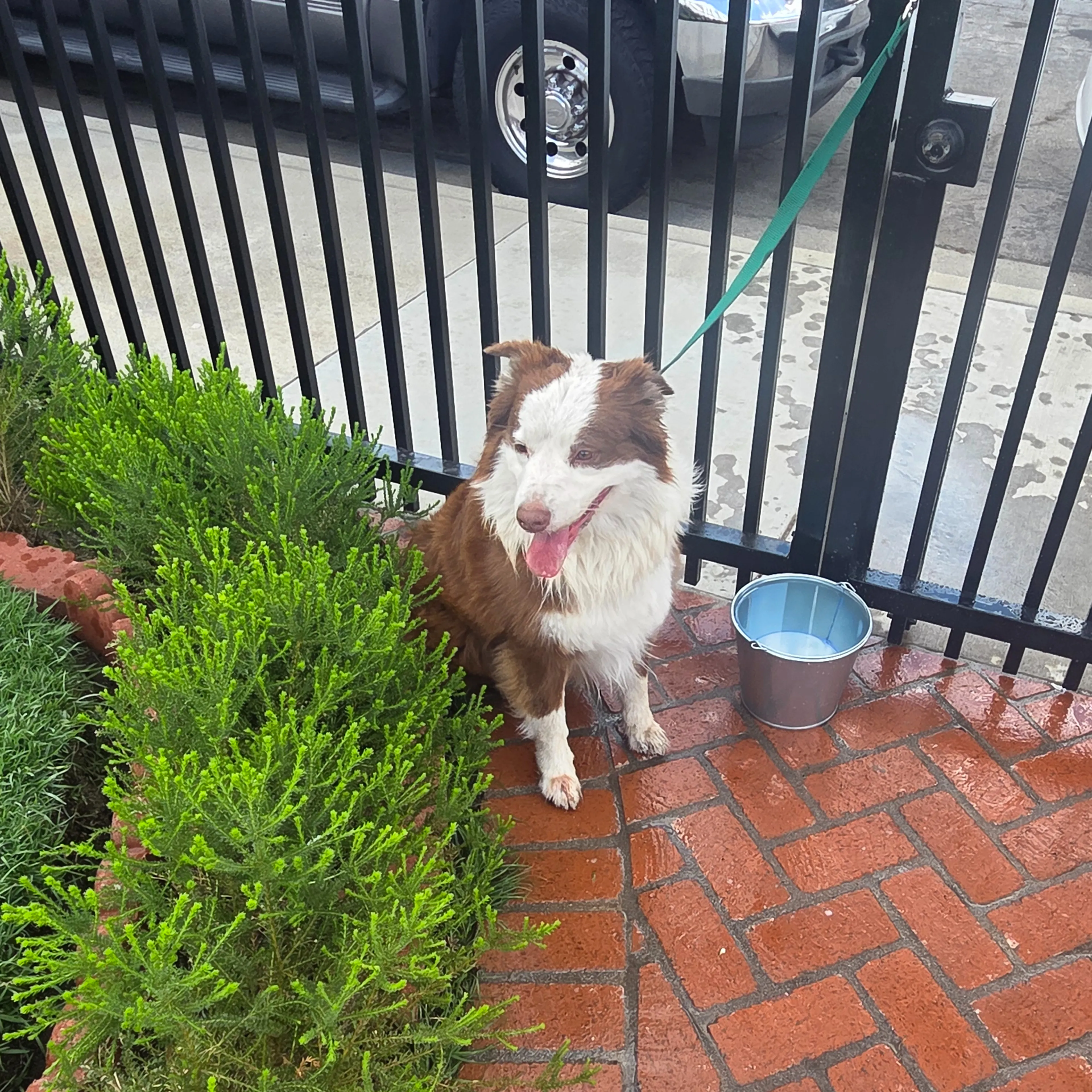 Found pet-3