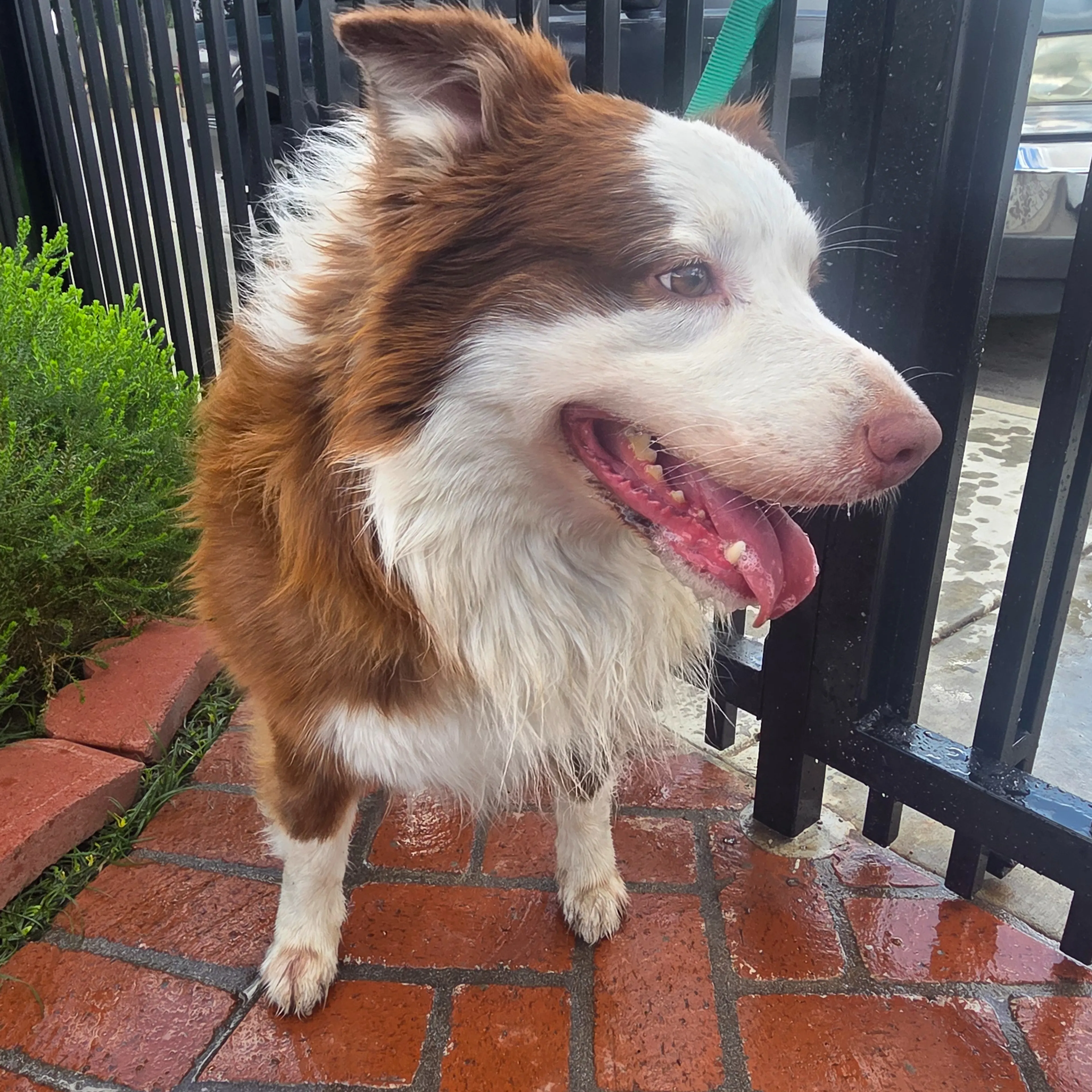 Found pet-1