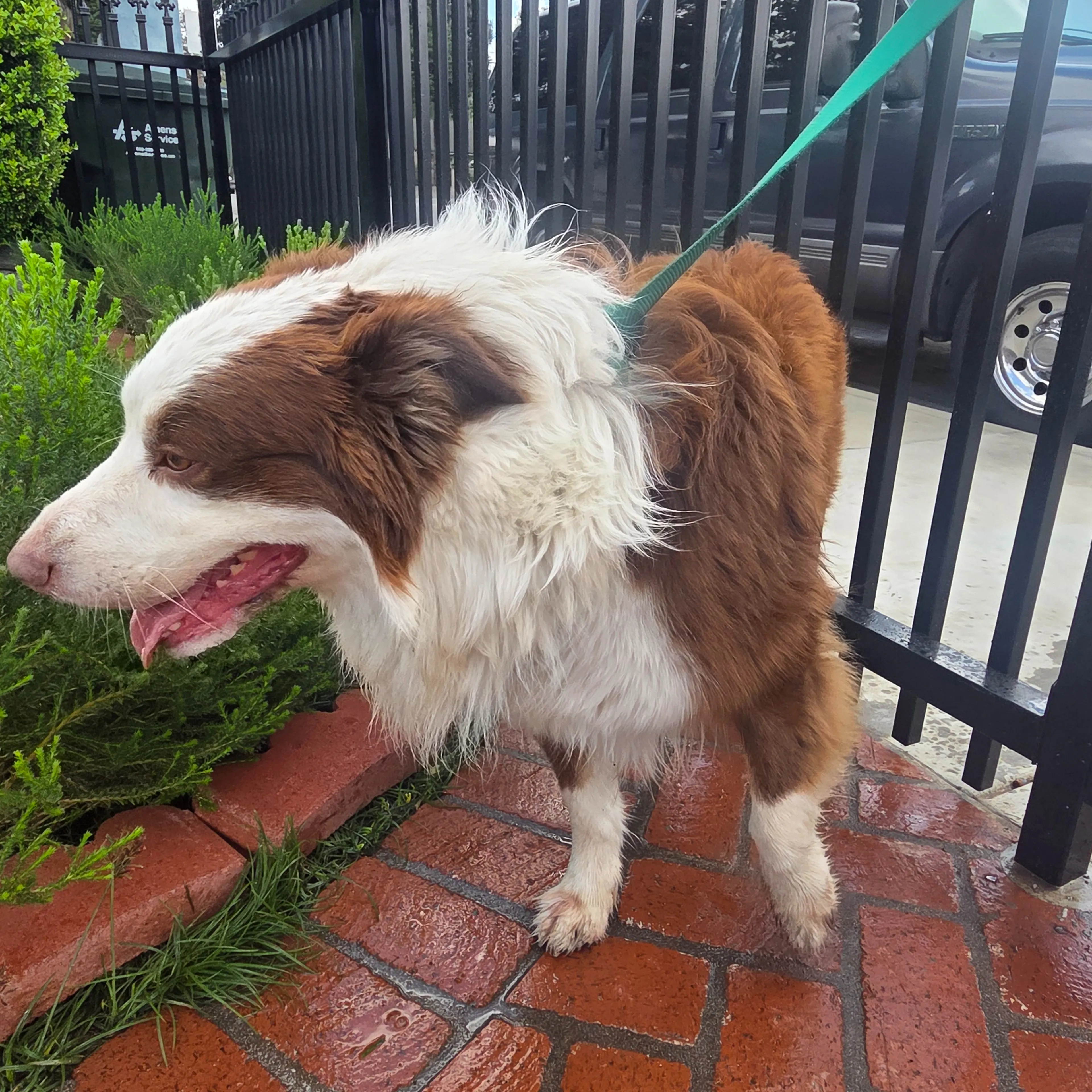 Found pet-2