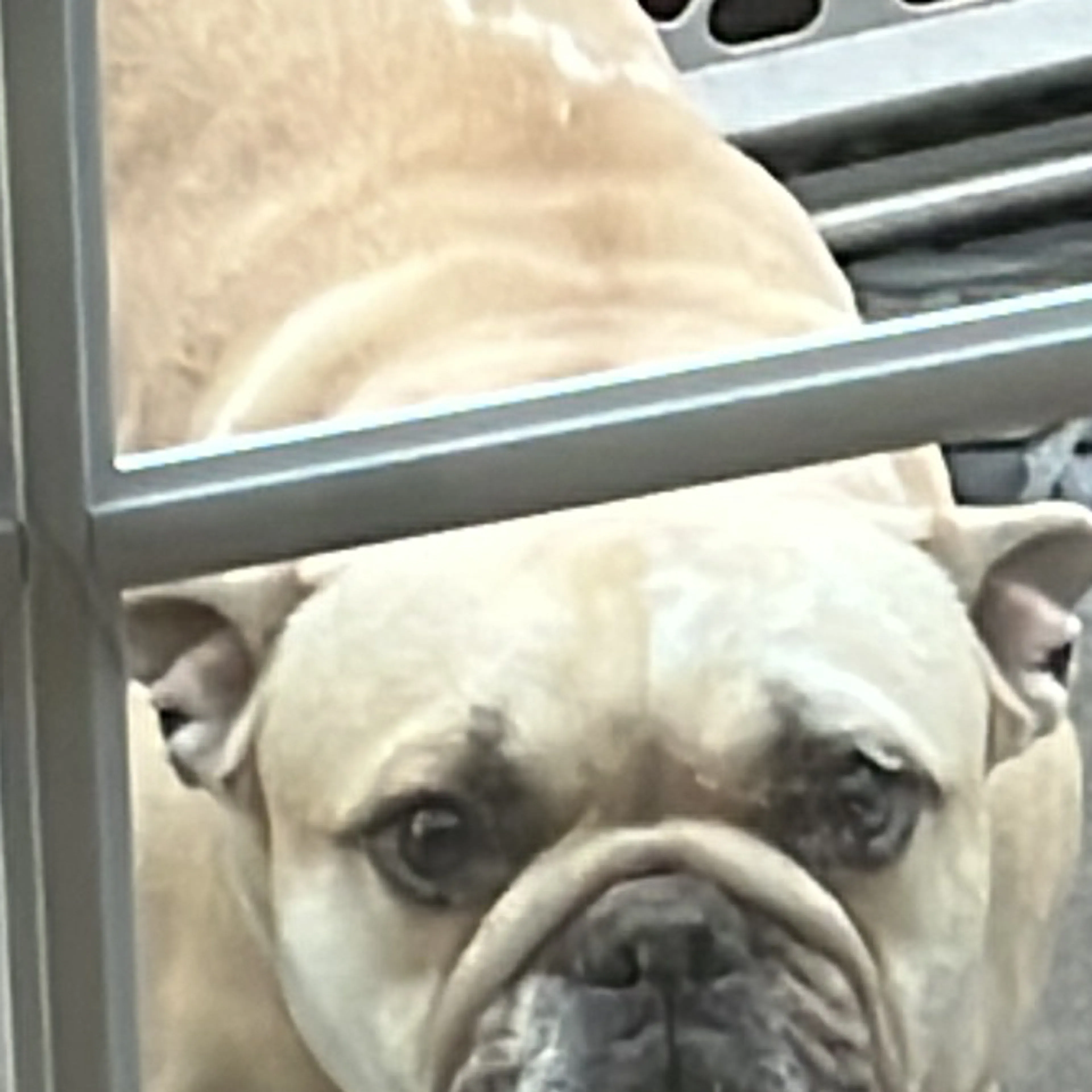 Lost pet-2
